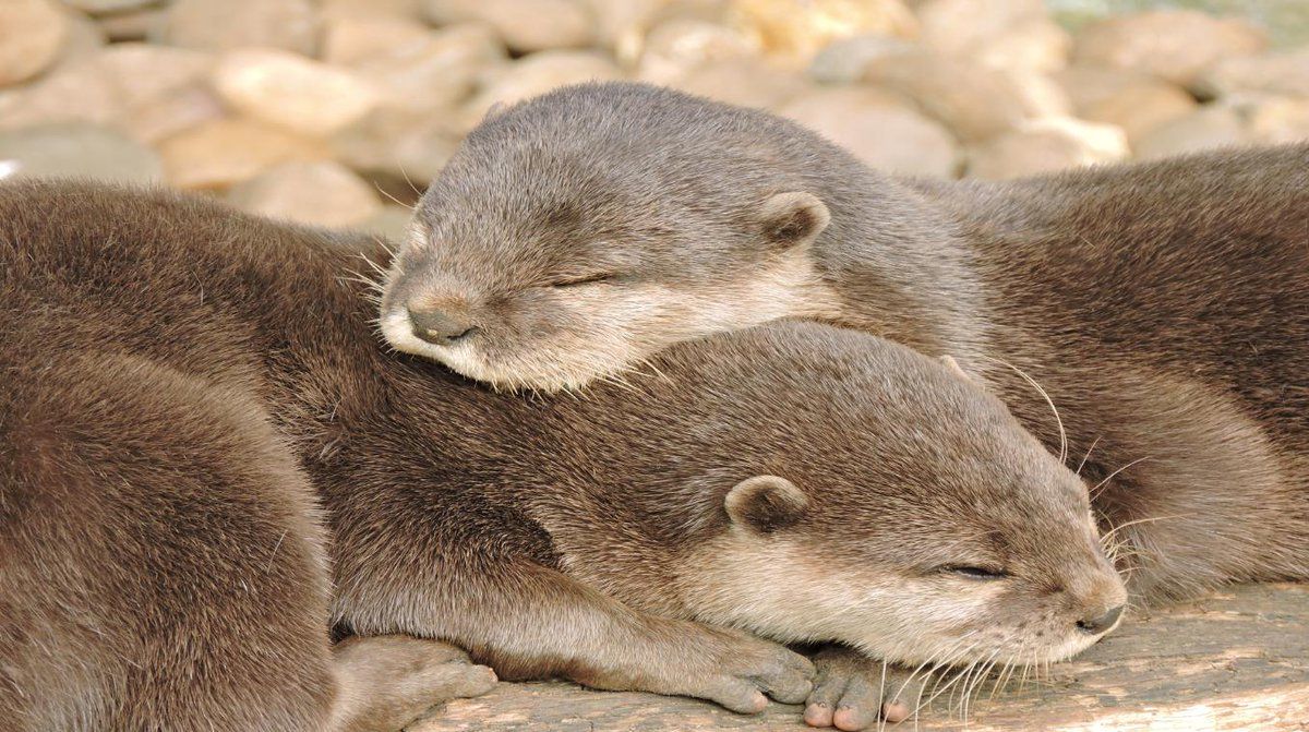 Baby Otters Wallpapers Wallpaper Cave