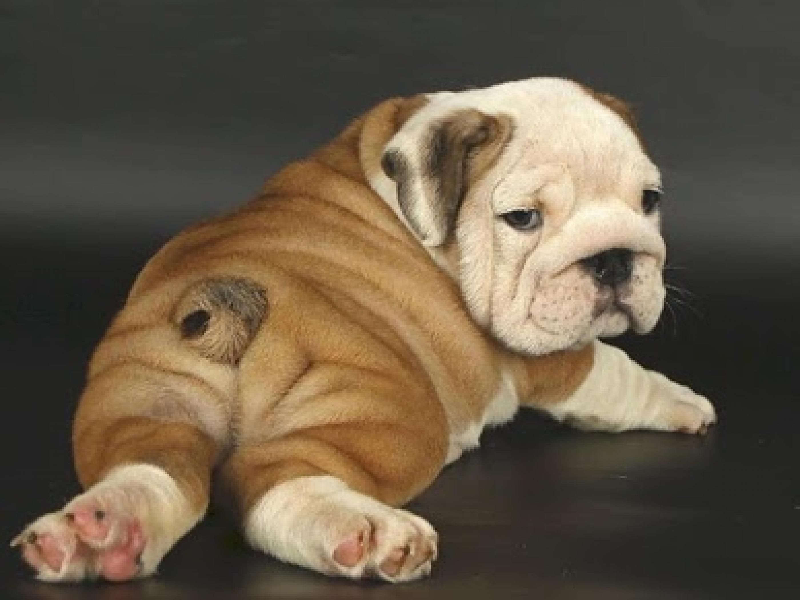 Baby Bulldog Wallpapers Wallpaper Cave
