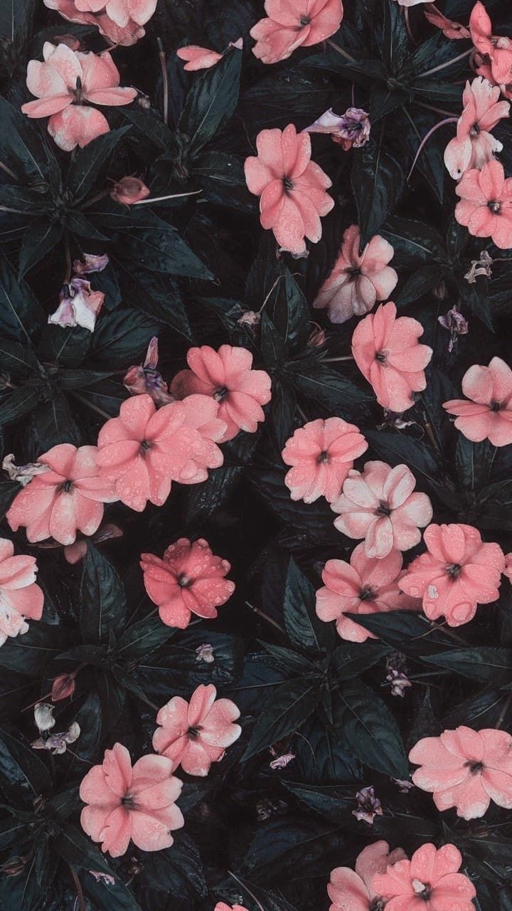 Tumblr Flower Wallpapers Hd