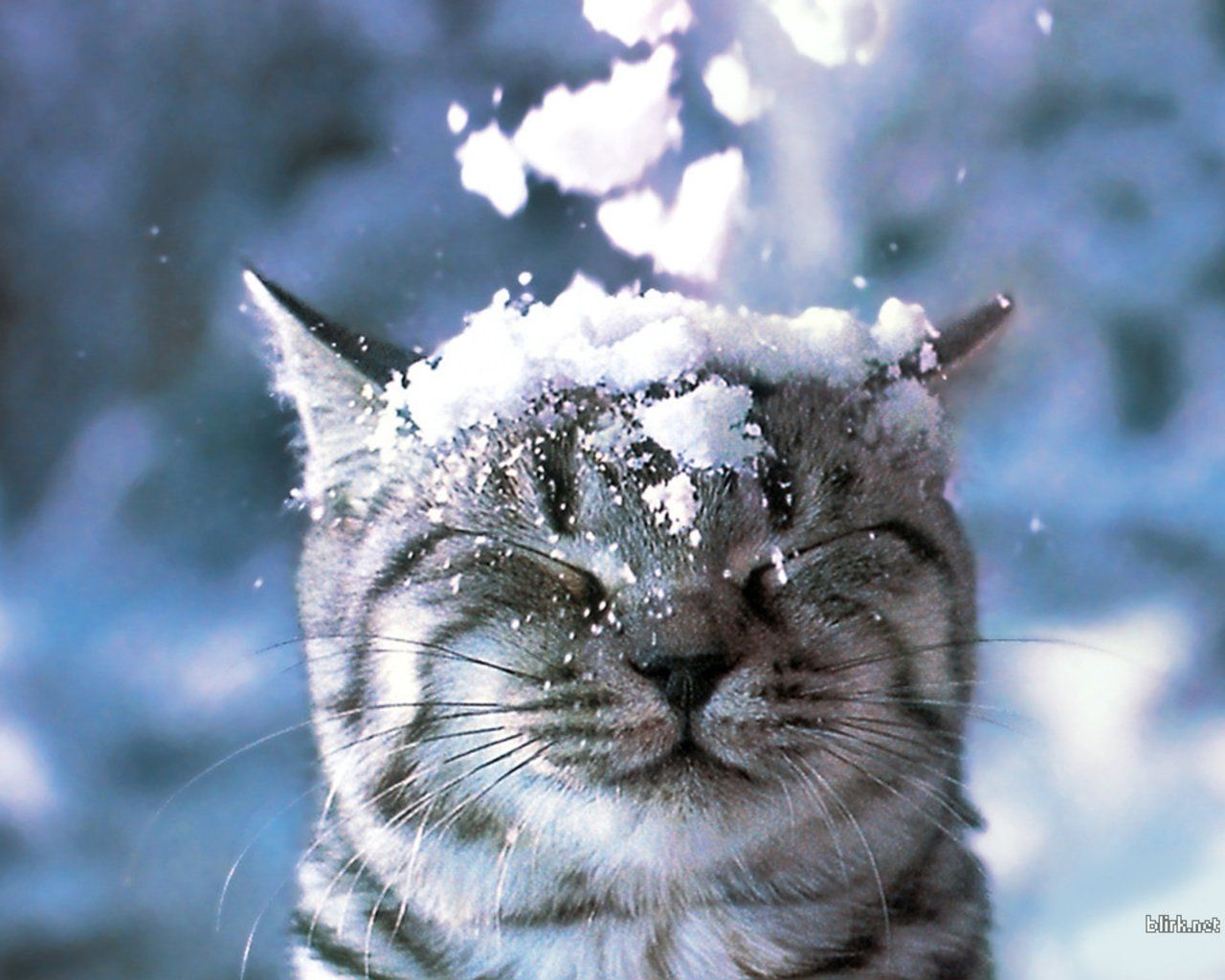 Kittens In Winter Wallpapers Wallpaper Cave