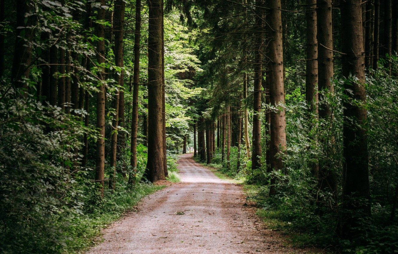 Green Forest Trees Road HD Wallpapers Wallpaper Cave