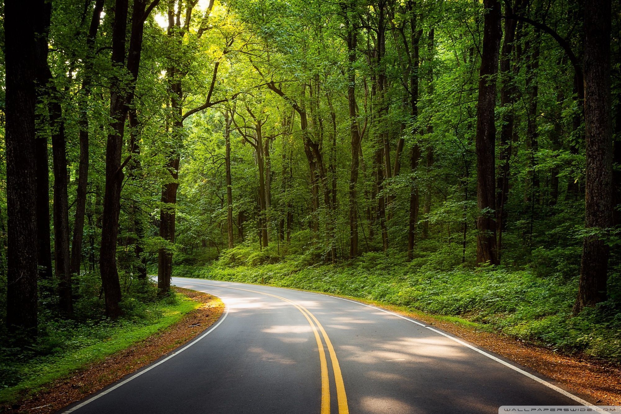 Green Forest Trees Road HD Wallpapers Wallpaper Cave