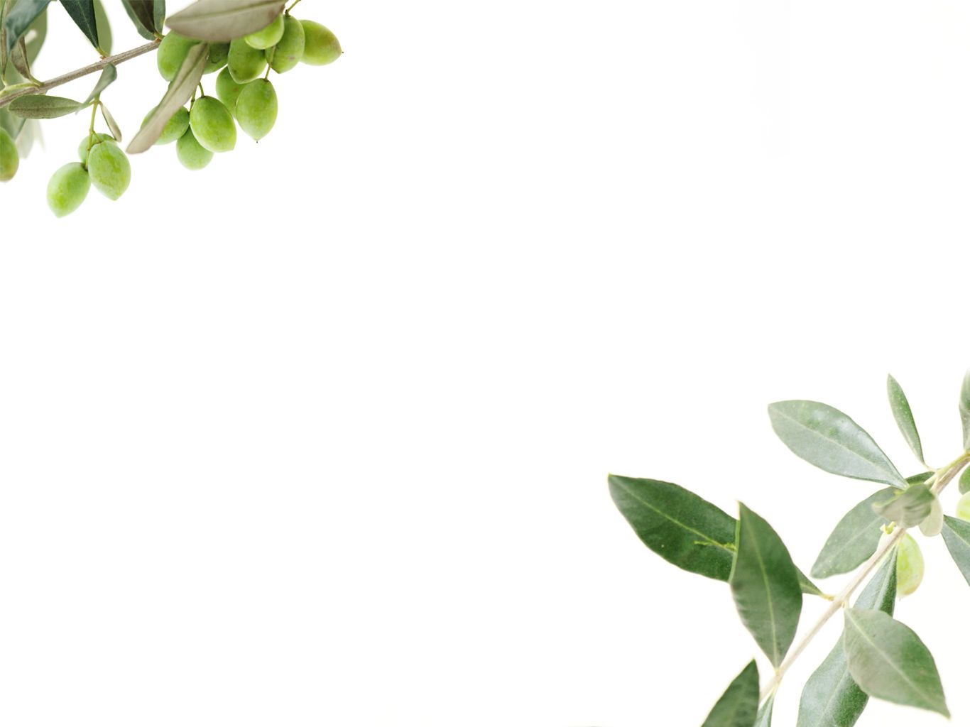 Olive Oil Wallpapers Wallpaper Cave