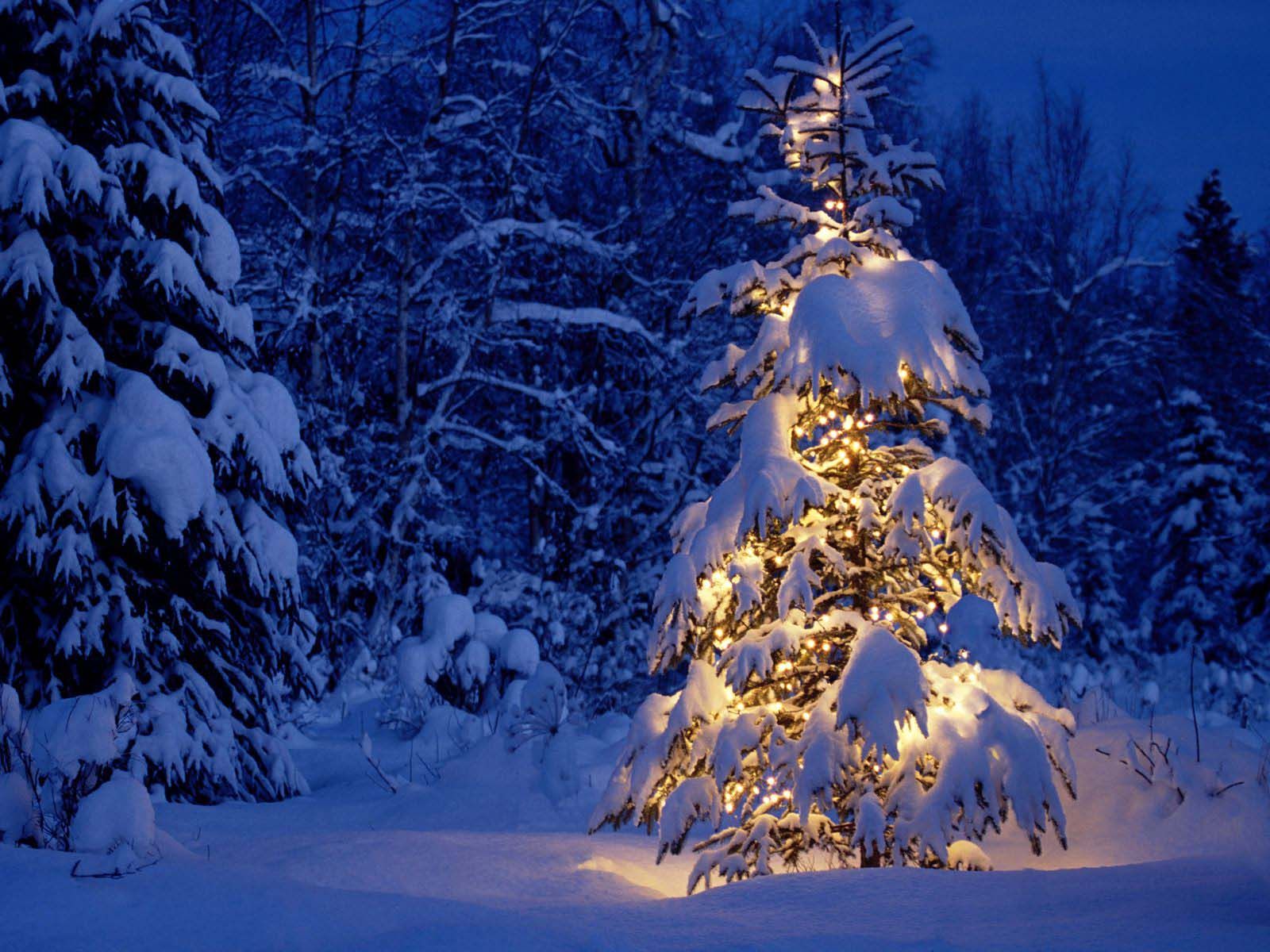Snowy Christmas Trees Wallpaper