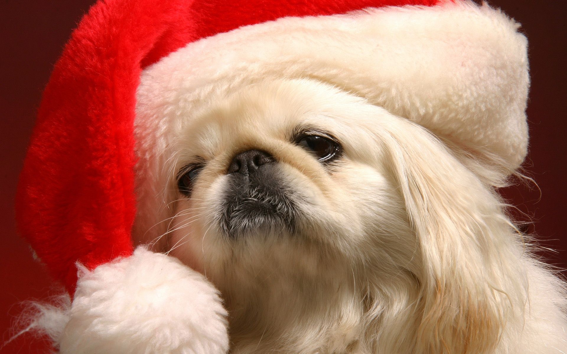 Cute Dog Christmas Wallpapers Wallpaper Cave