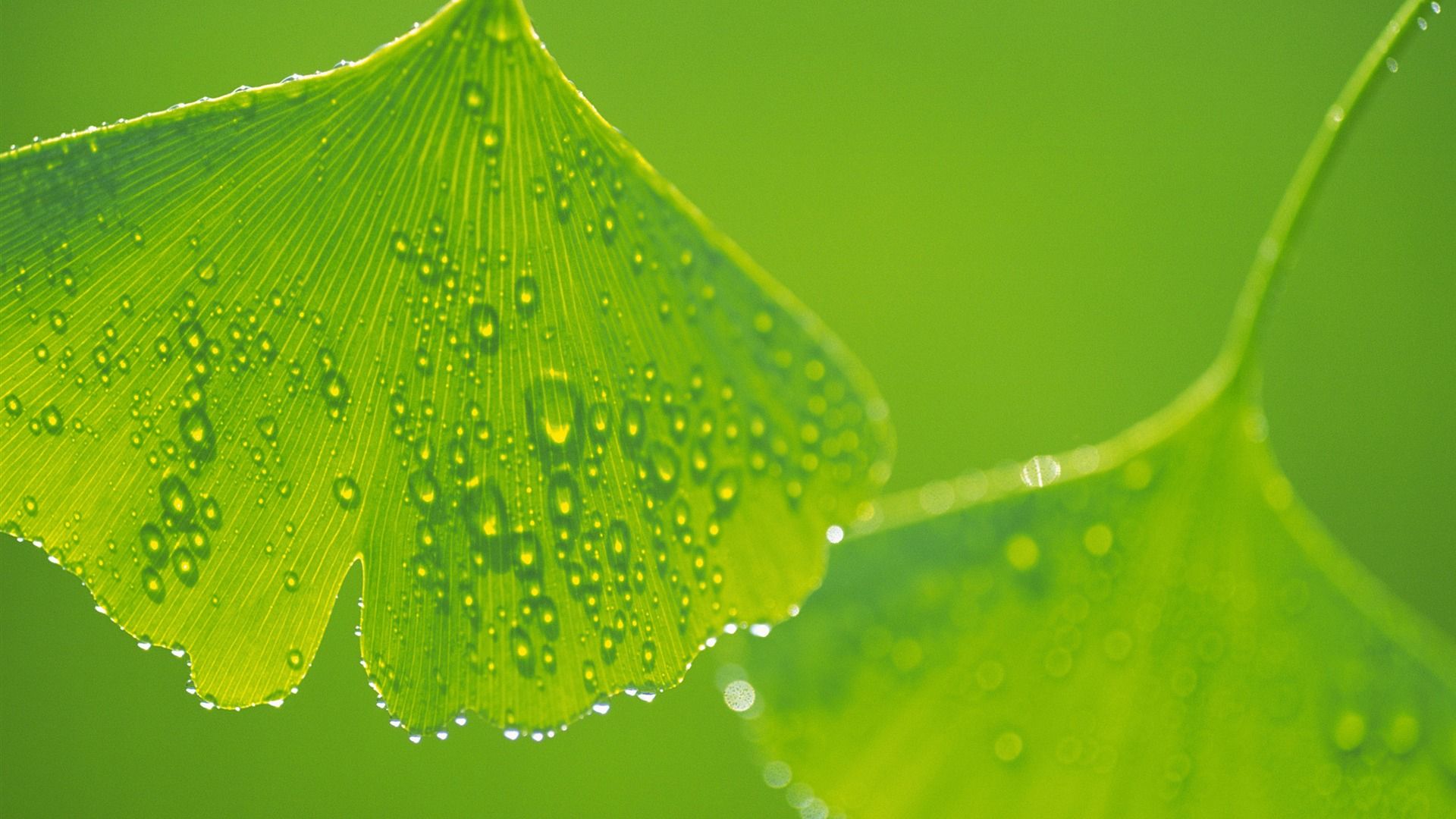 Protect Wallpapers Wallpaper Cave