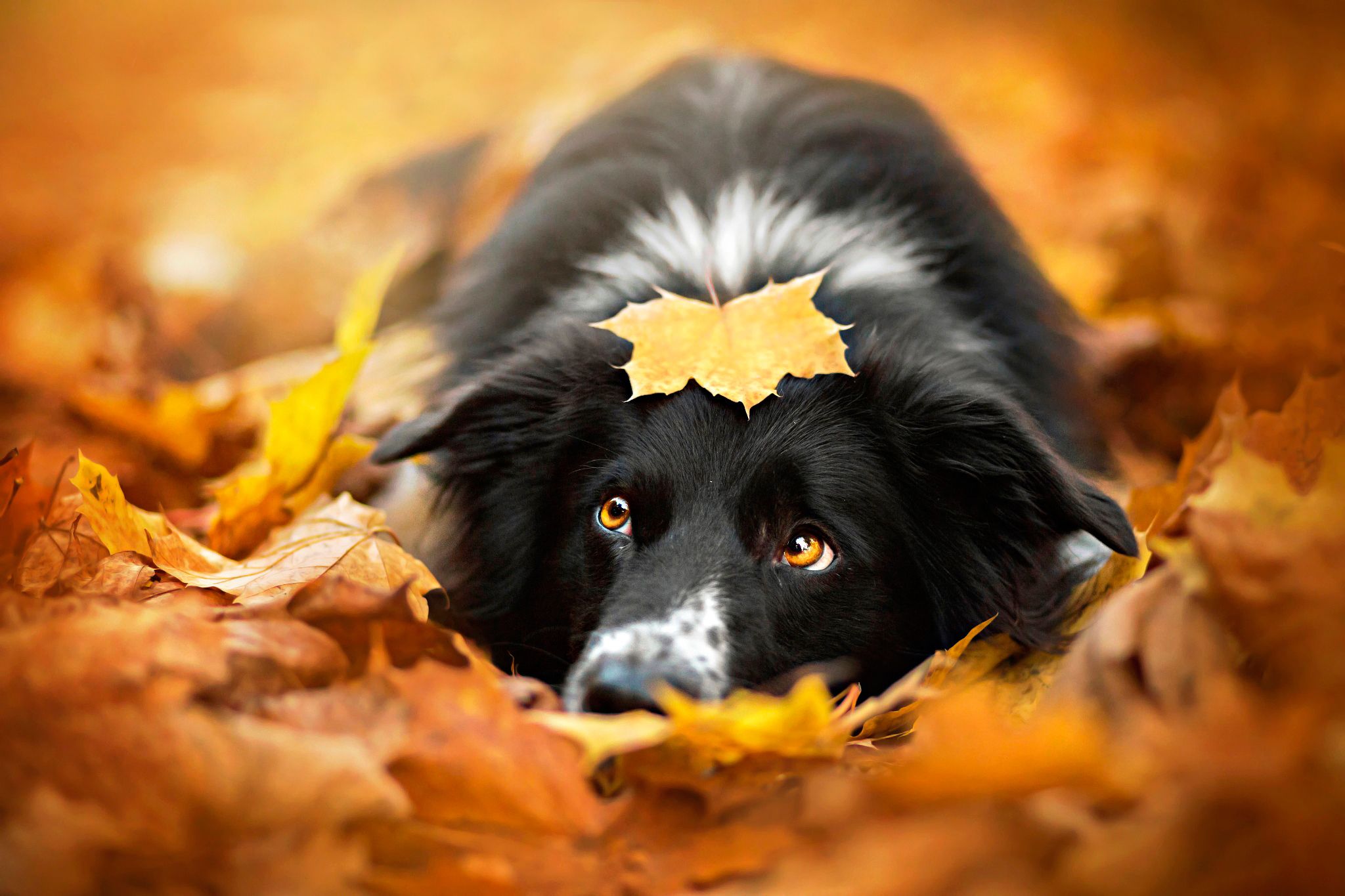 Fall Puppies Wallpapers Wallpaper Cave