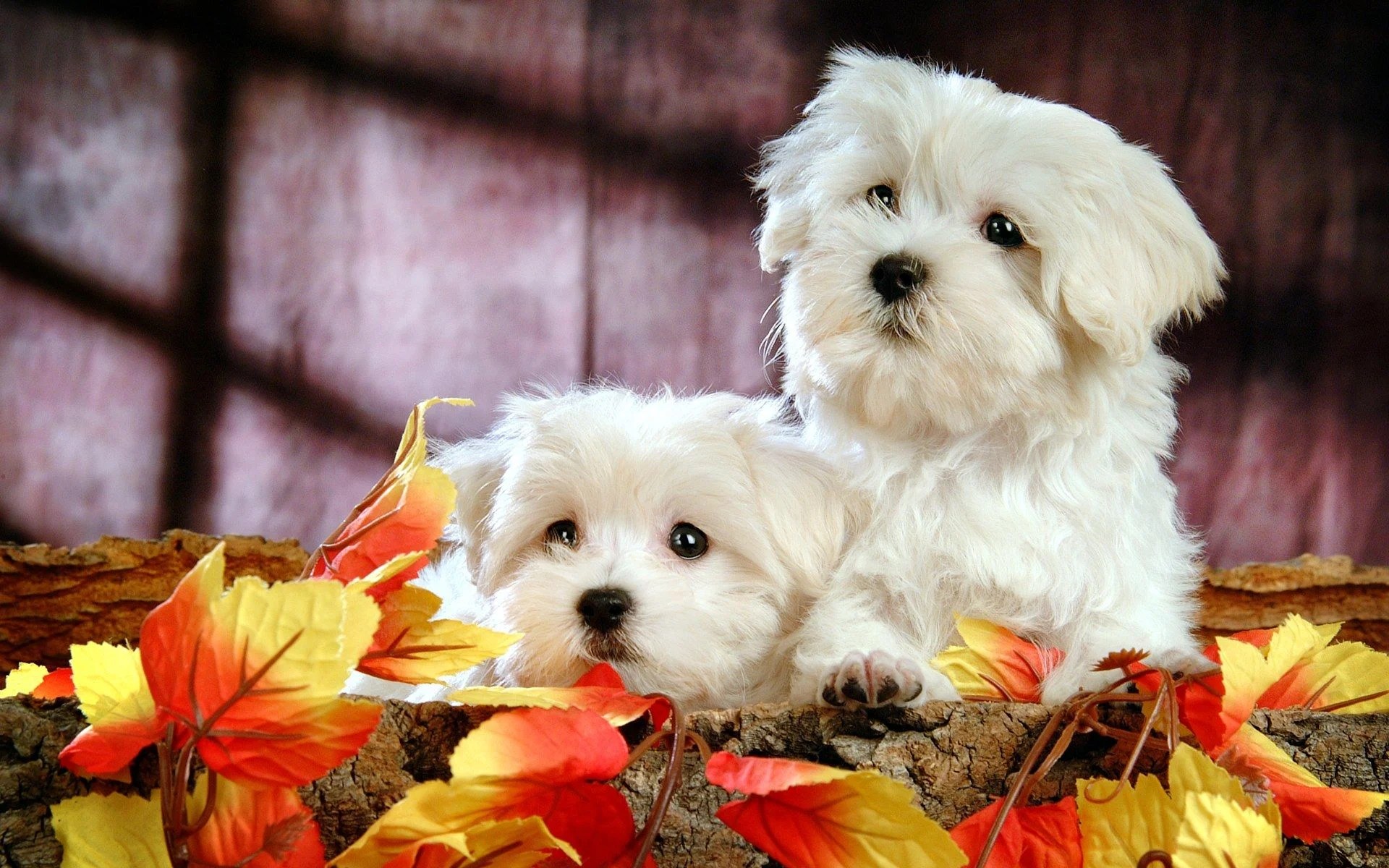 Fall Puppies Wallpapers Wallpaper Cave