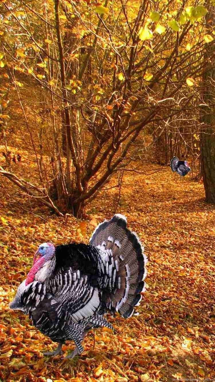 Animal Turkey Wallpapers Wallpaper Cave