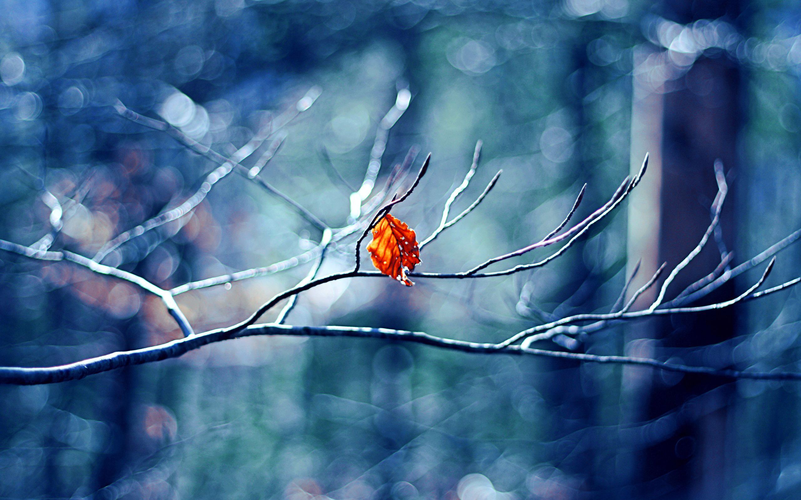 Winter Leaf Wallpapers Wallpaper Cave