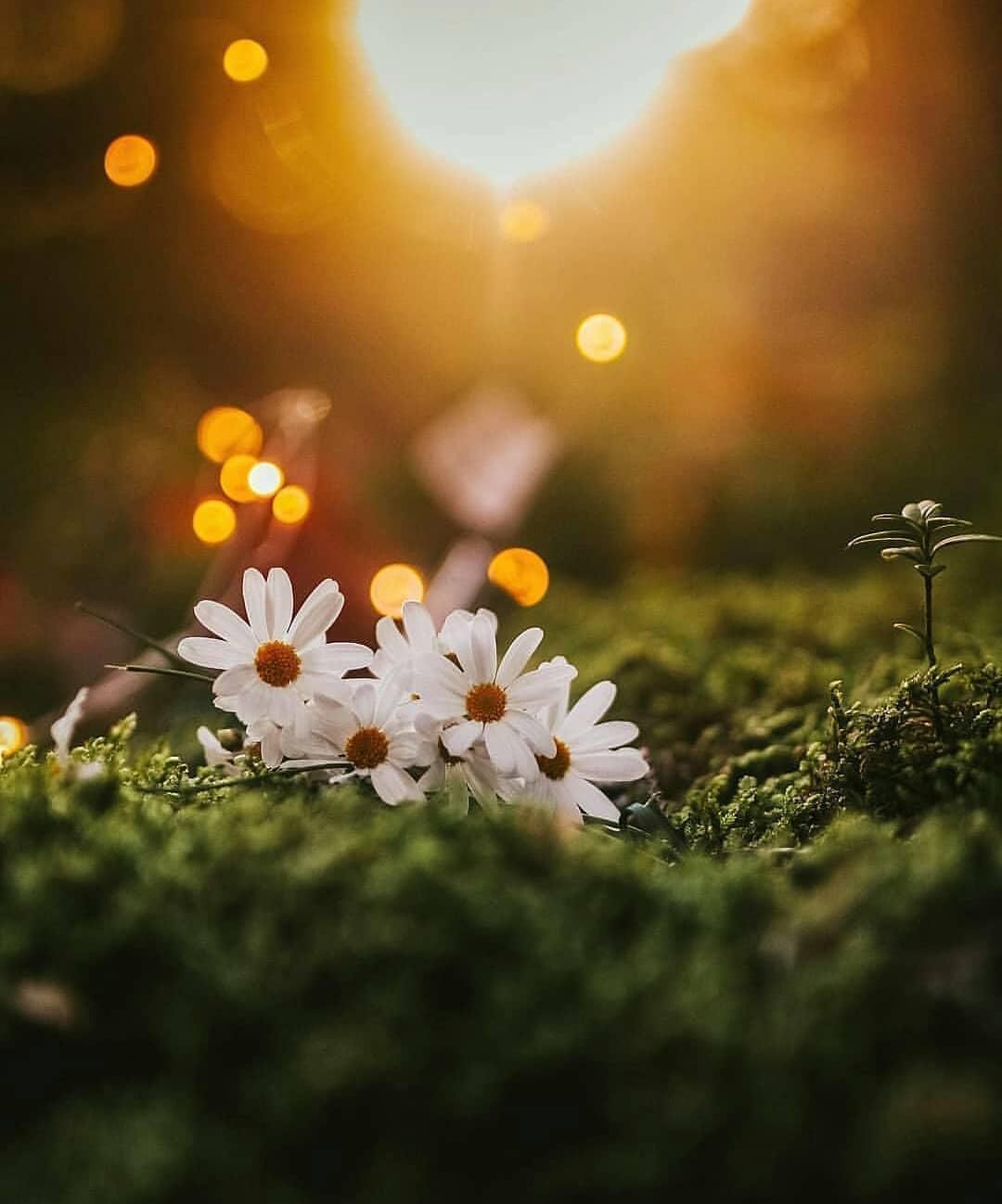 Cheerful Wallpapers Wallpaper Cave