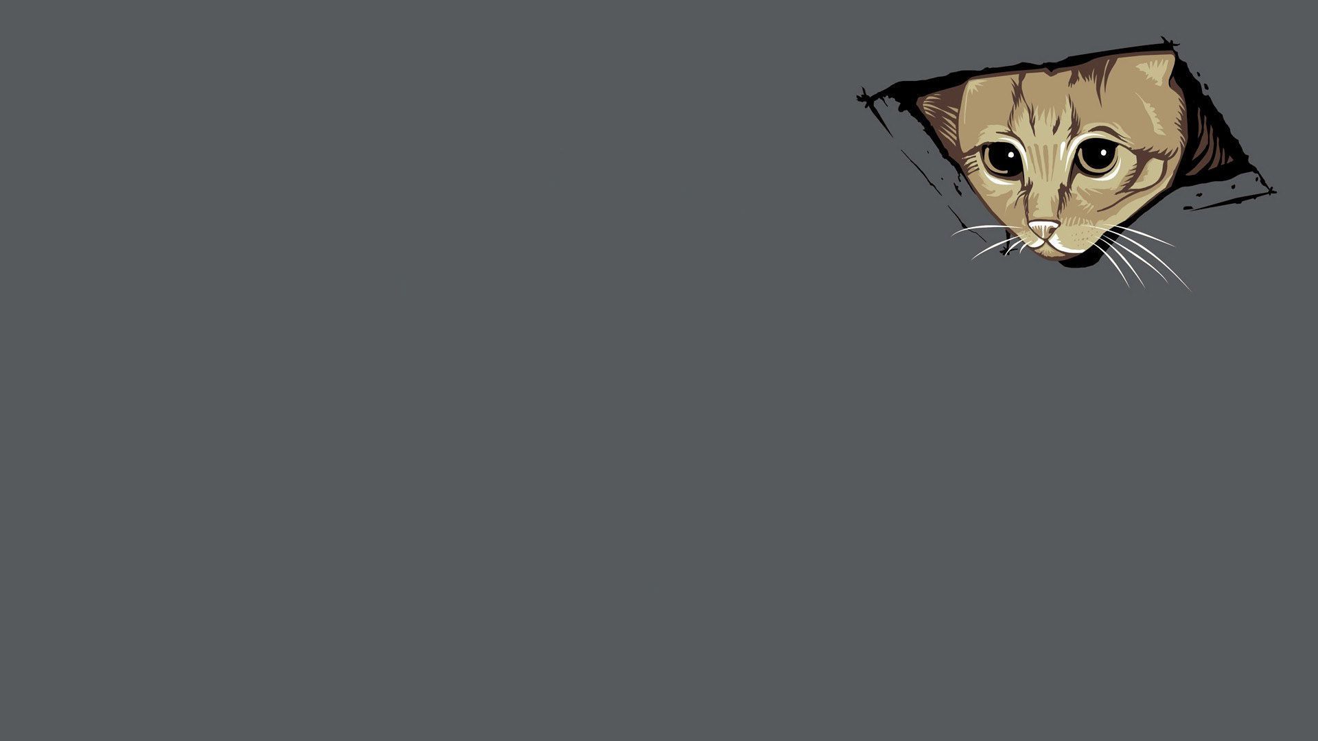 Sad Cat Meme Wallpapers Wallpaper Cave