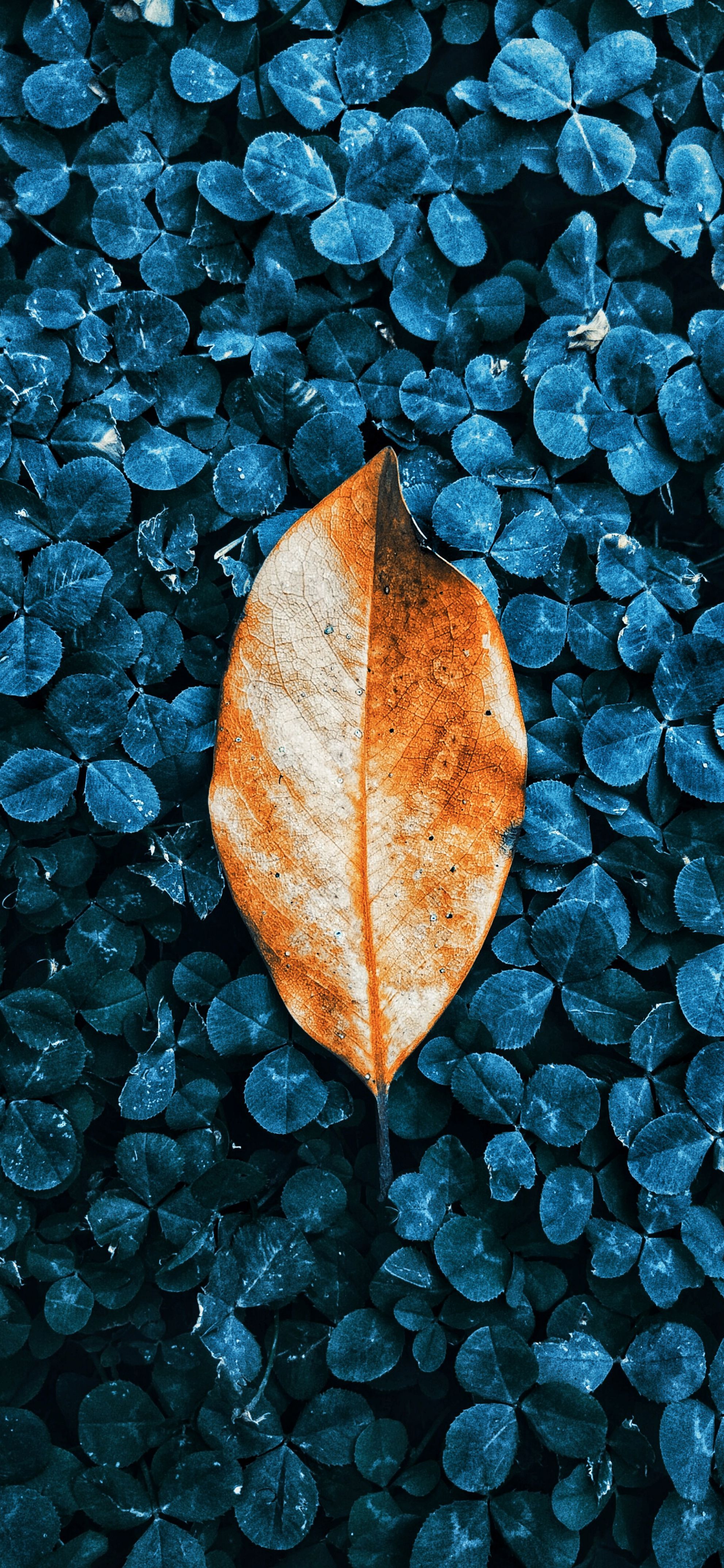 Blue Leaves Wallpapers Wallpaper Cave