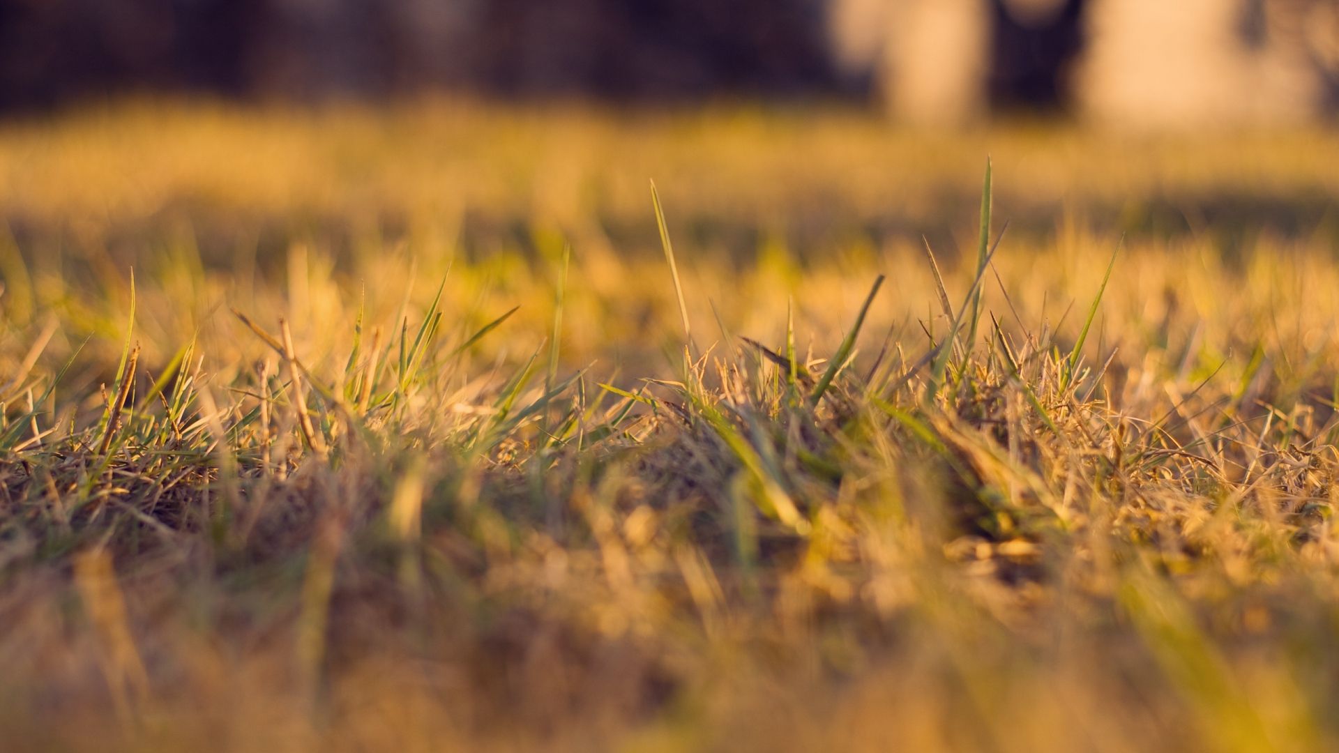 Grass Autumn Wallpapers Wallpaper Cave