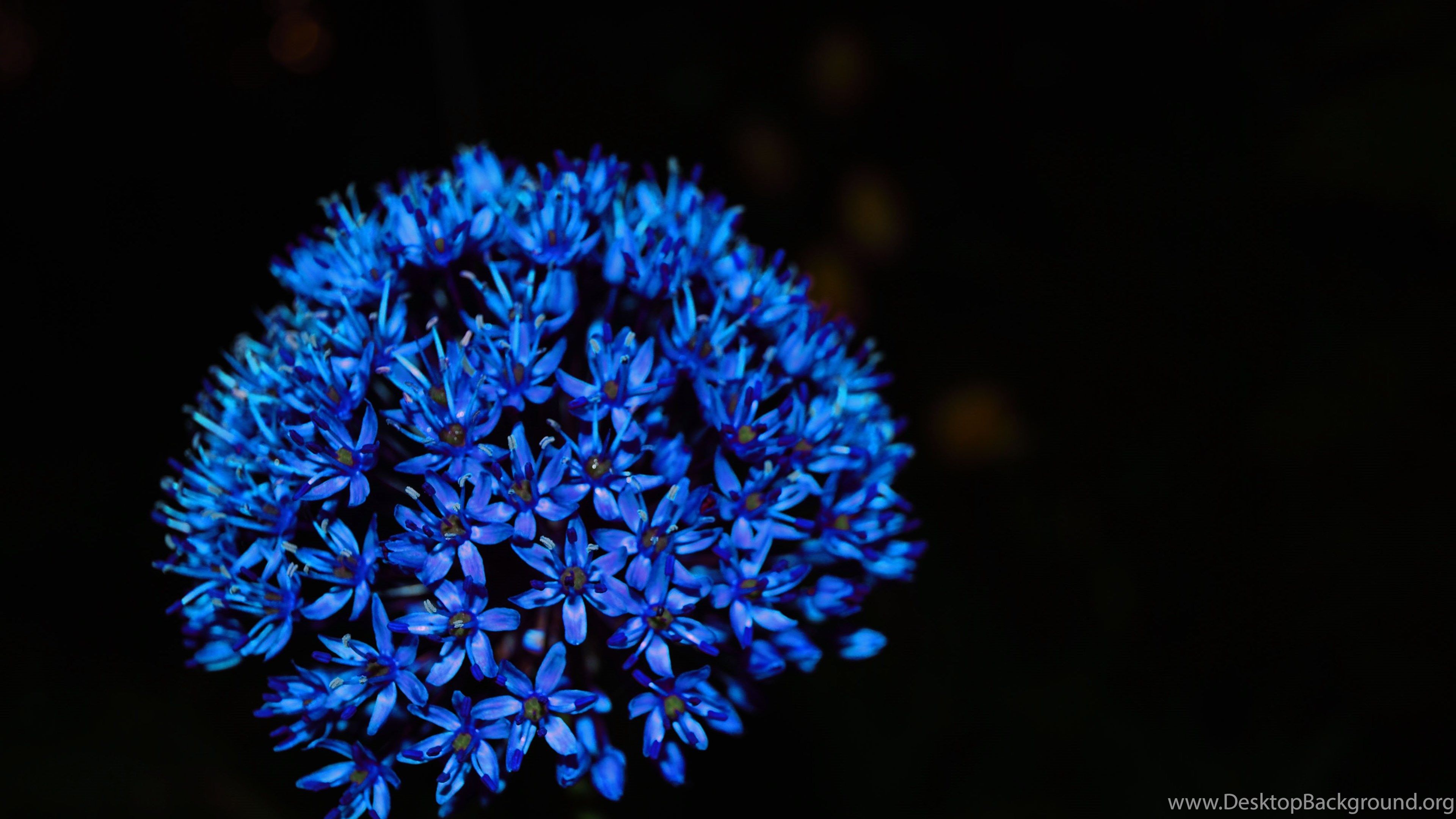 Blue Flowers Ultra HD Wallpapers Wallpaper Cave