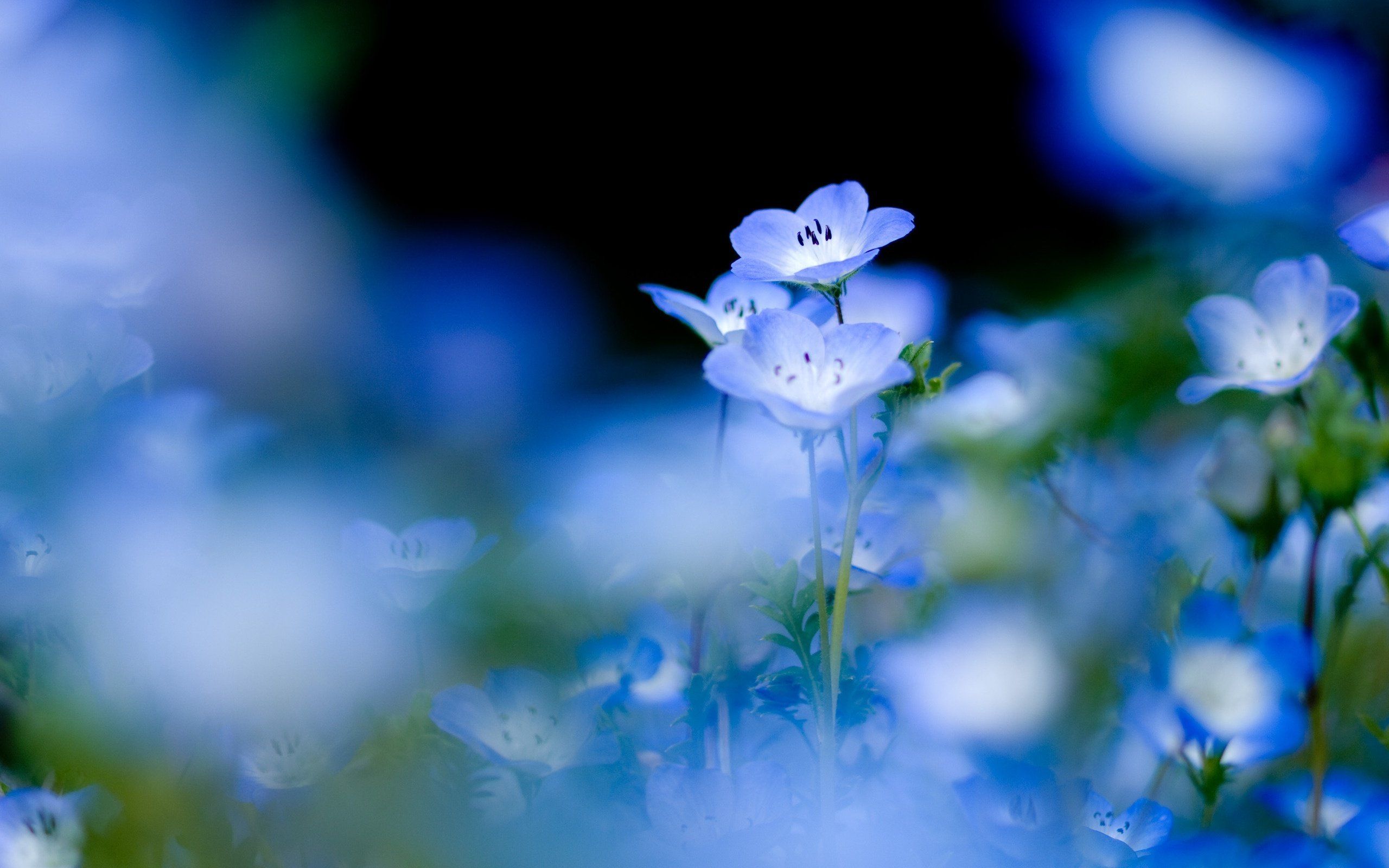 Blue Flowers Ultra HD Wallpapers Wallpaper Cave