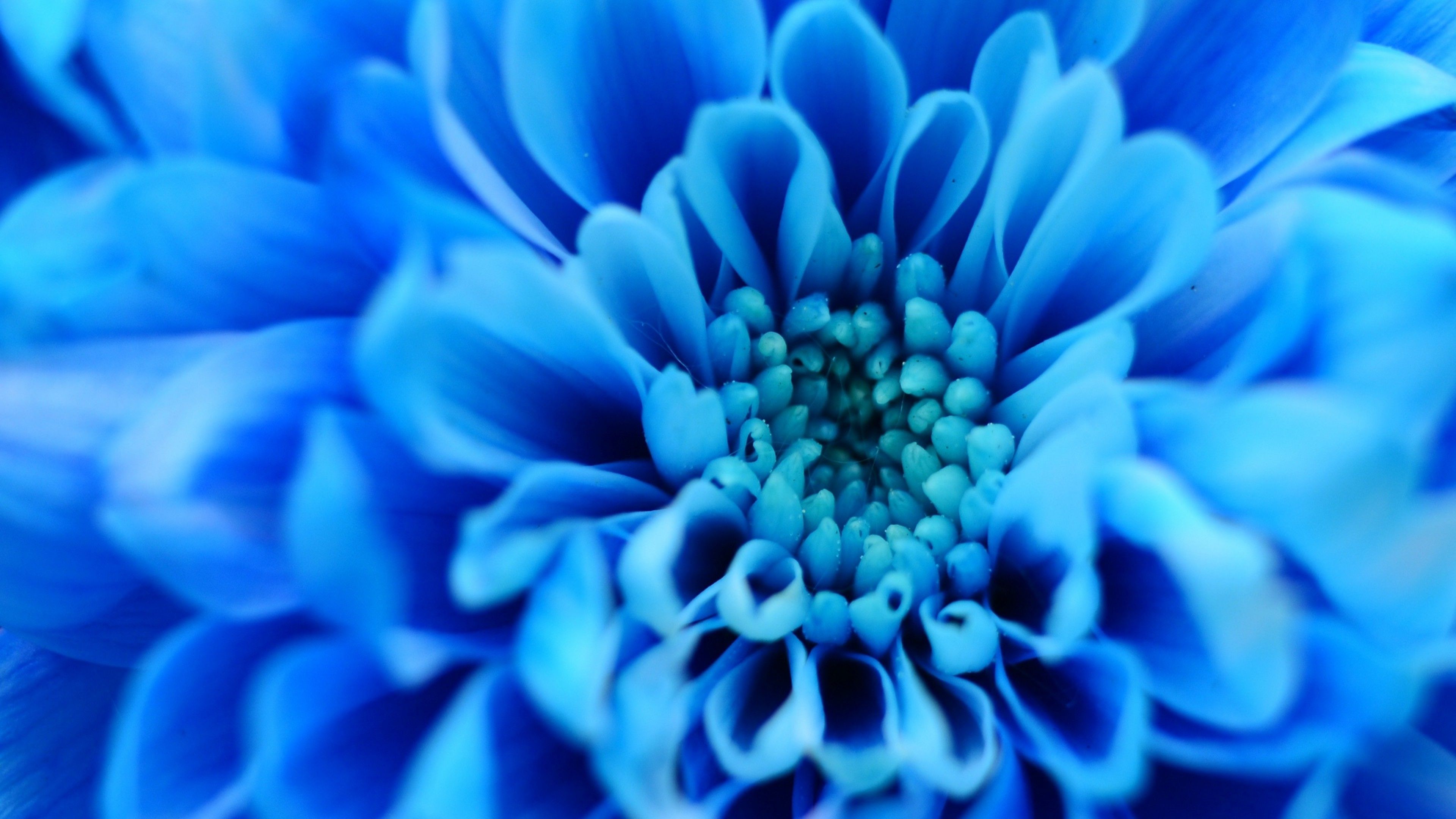 Blue Flowers Ultra HD Wallpapers Wallpaper Cave