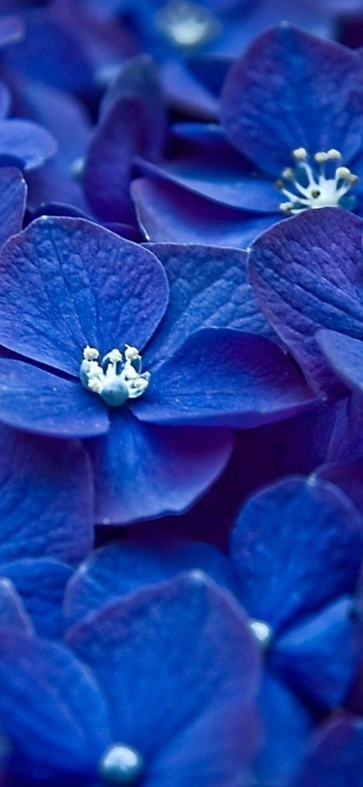 Blue Flowers Ultra HD Wallpapers Wallpaper Cave