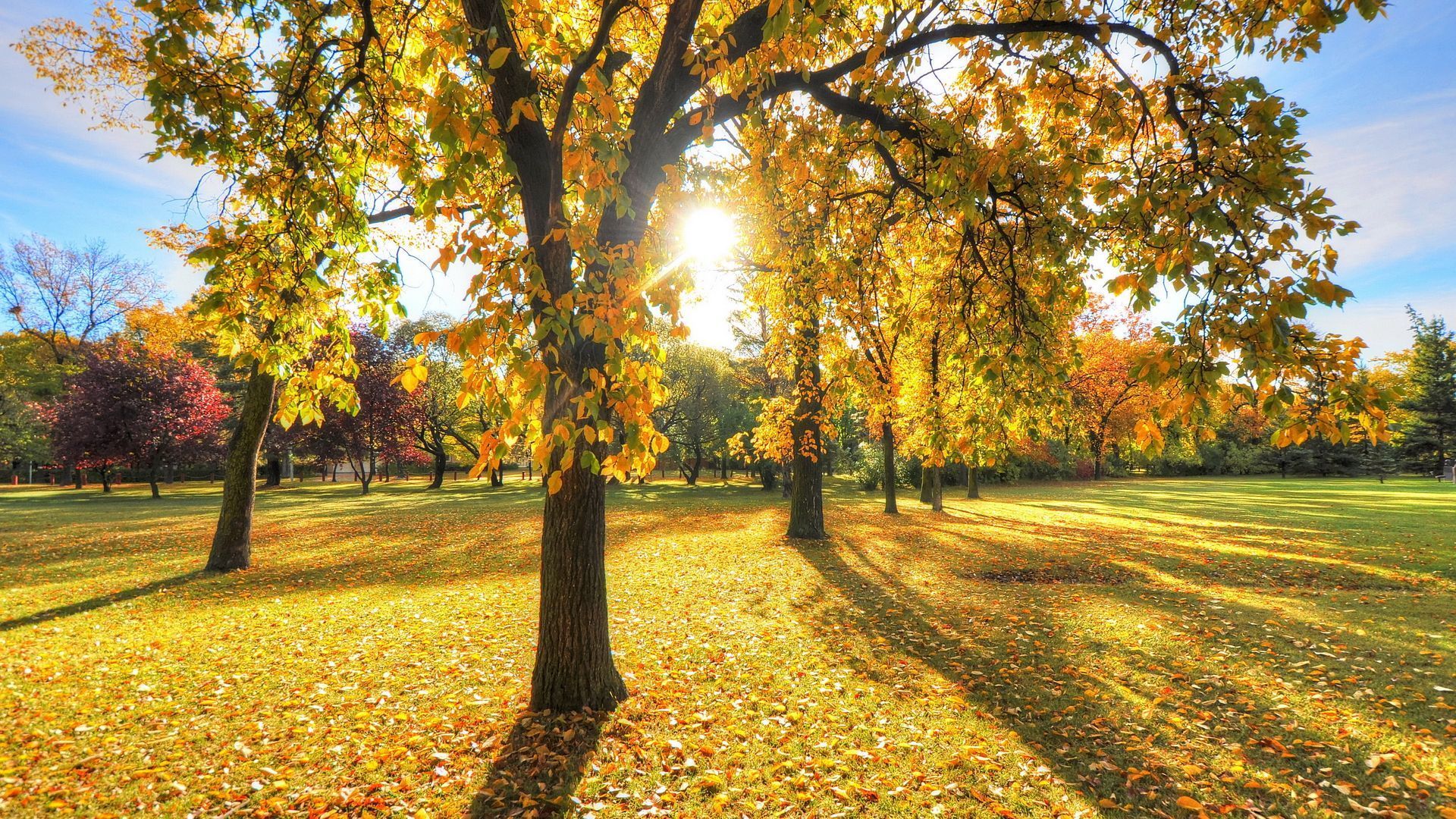 Yellow Tree Ultra HD Wallpapers Wallpaper Cave