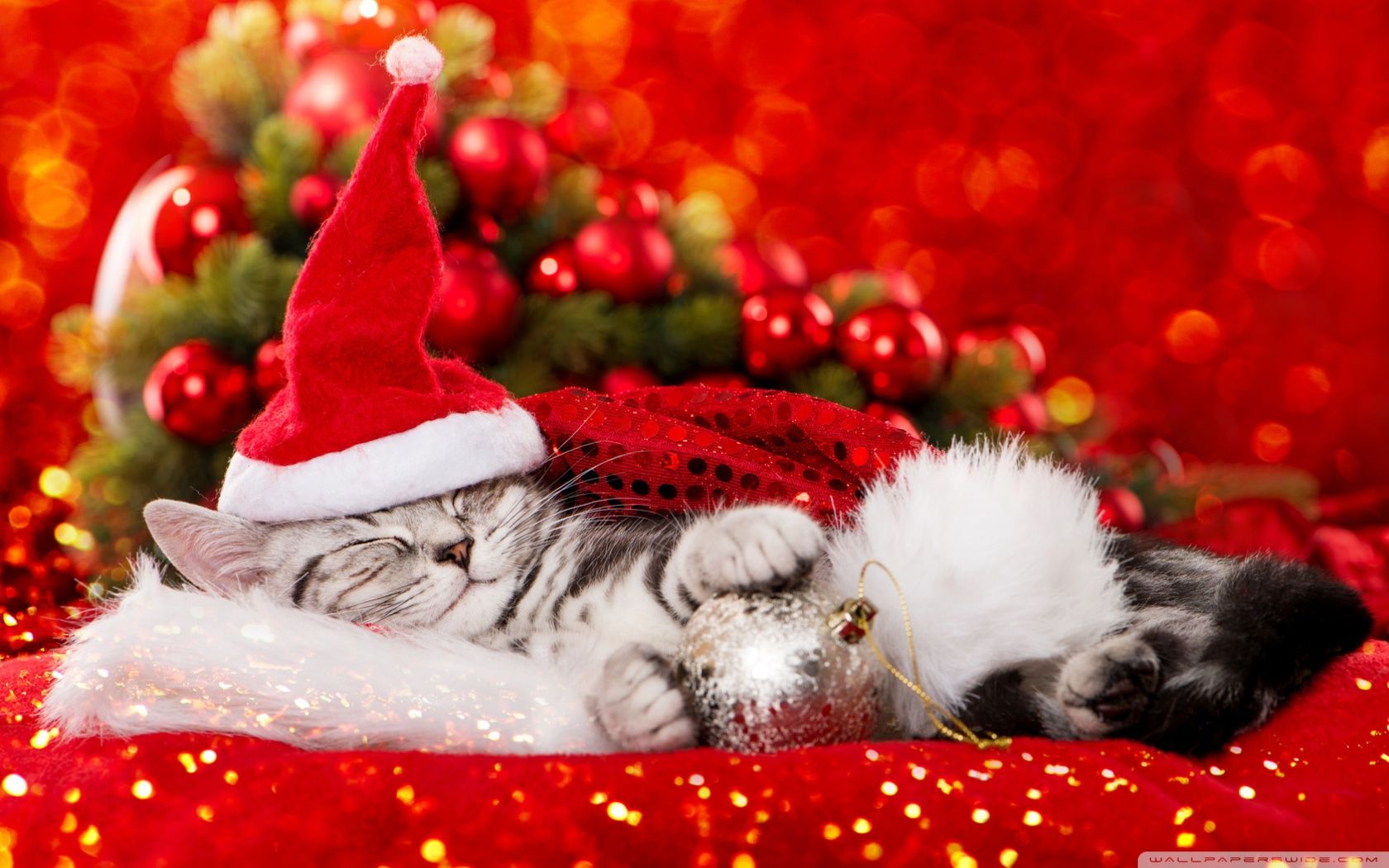 Cute Christmas Kitties Wallpapers Wallpaper Cave