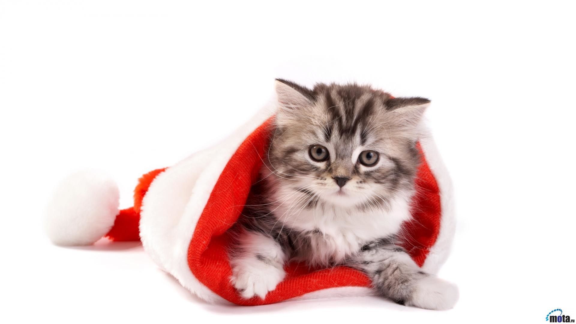 Cute Christmas Kitties Wallpapers Wallpaper Cave