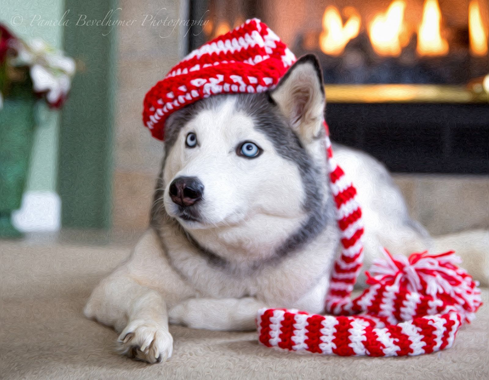 Husckes Christmas Images Husky Puppy Christmas Wallpapers Wallpaper Cave