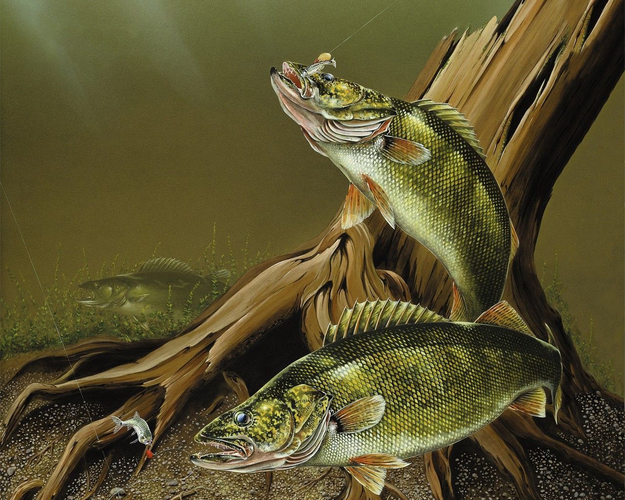 Walleye Wallpapers Wallpaper Cave