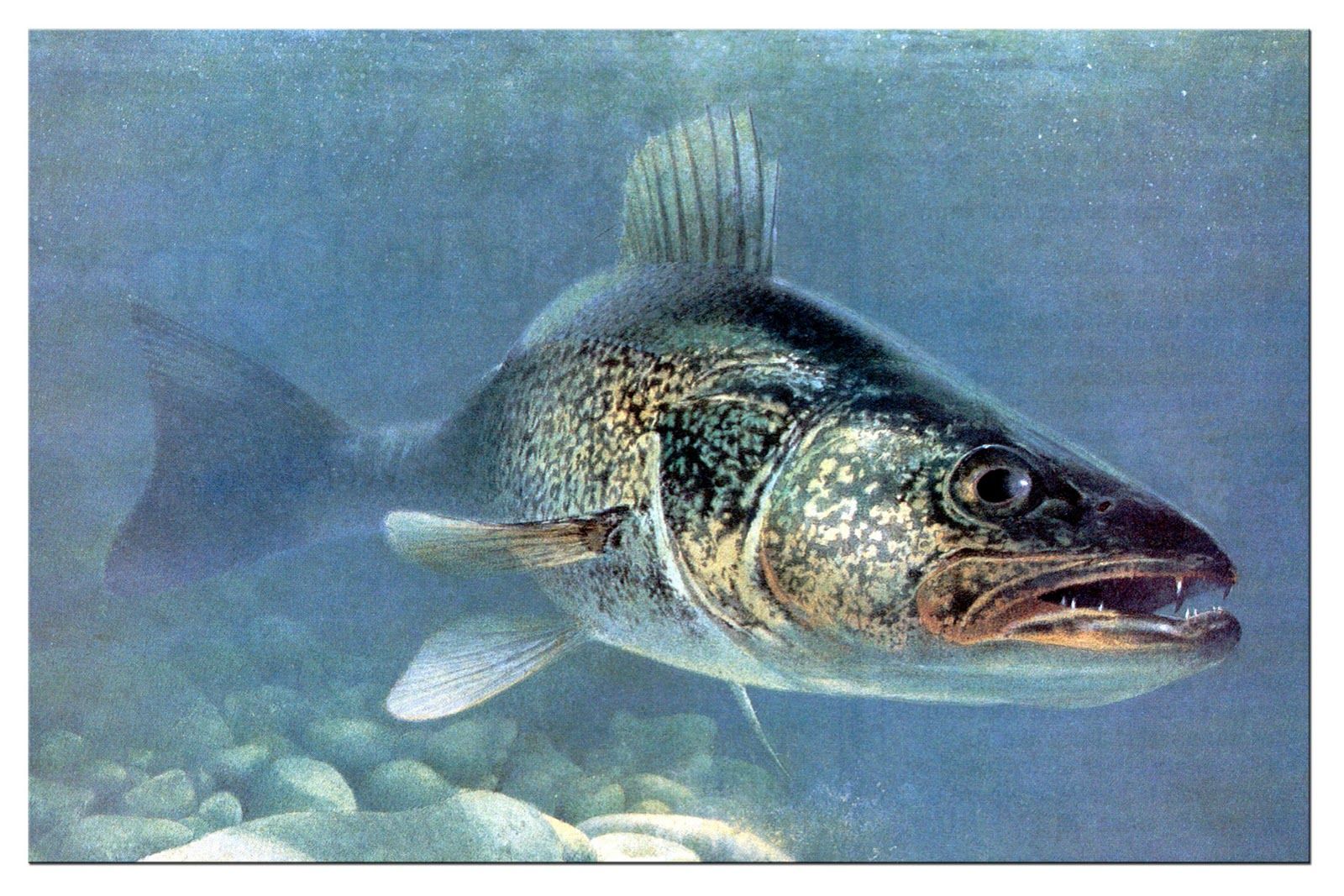 Walleye Wallpapers Wallpaper Cave