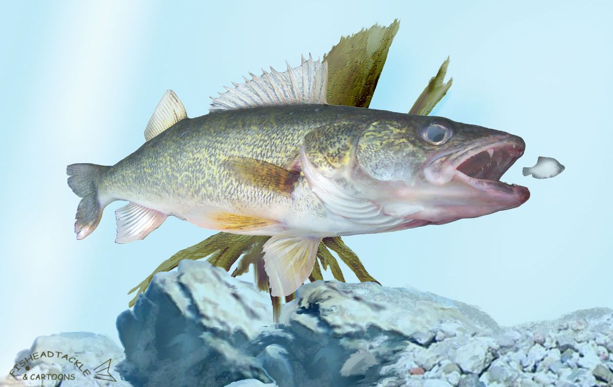 Walleye Wallpapers Wallpaper Cave