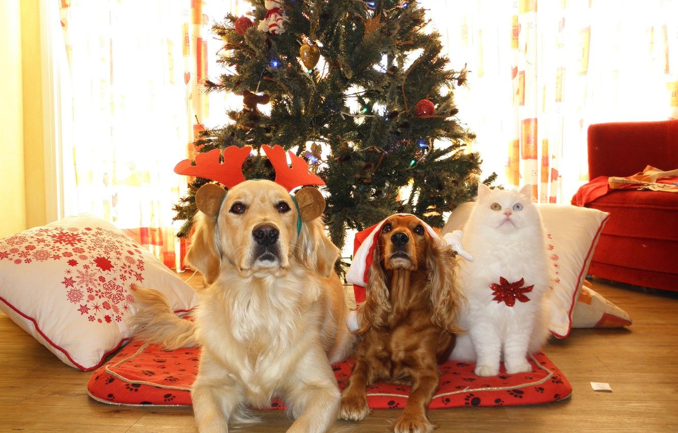 Cute Christmas Cats And Dogs Wallpapers Wallpaper Cave
