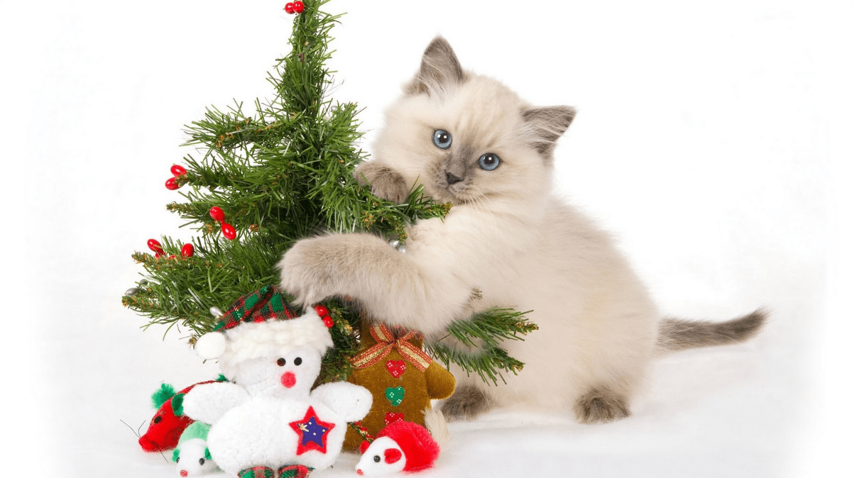 Cute Christmas Cats And Dogs Wallpapers Wallpaper Cave