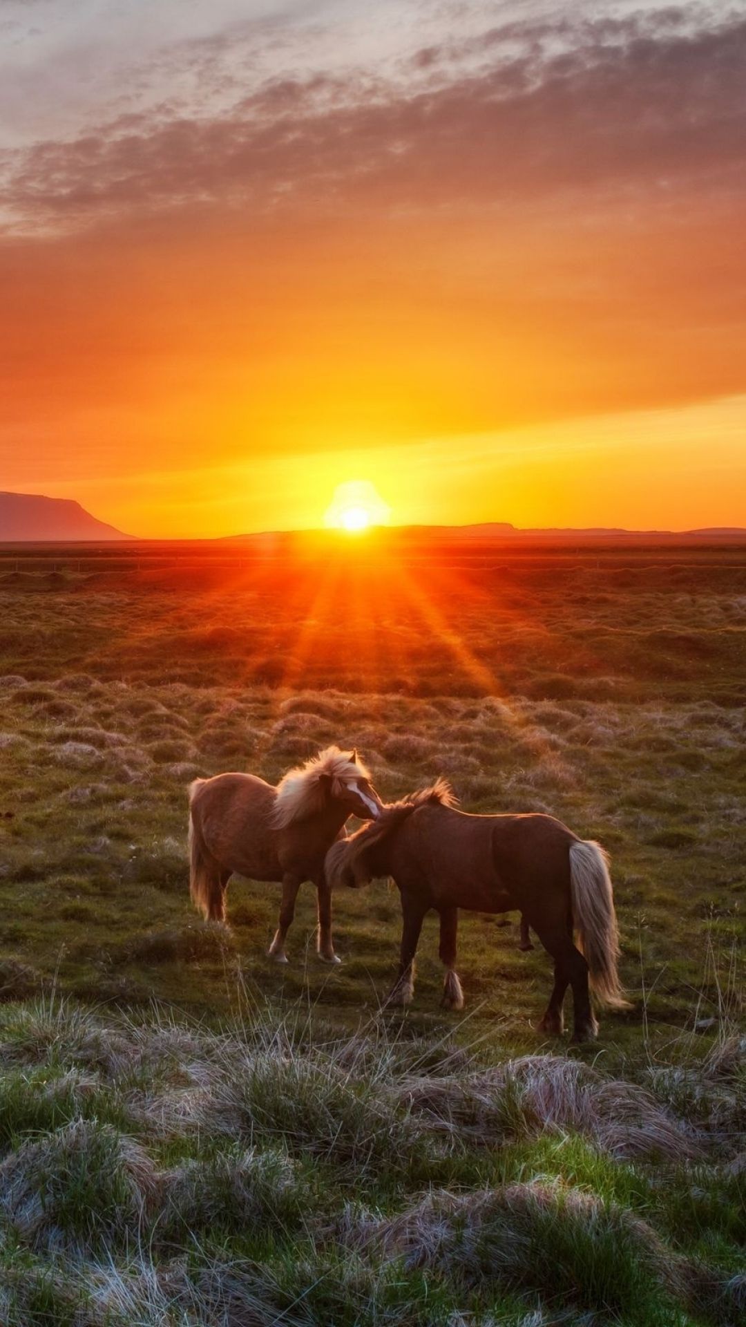 Aesthetic Sunset Horse Wallpapers Wallpaper Cave
