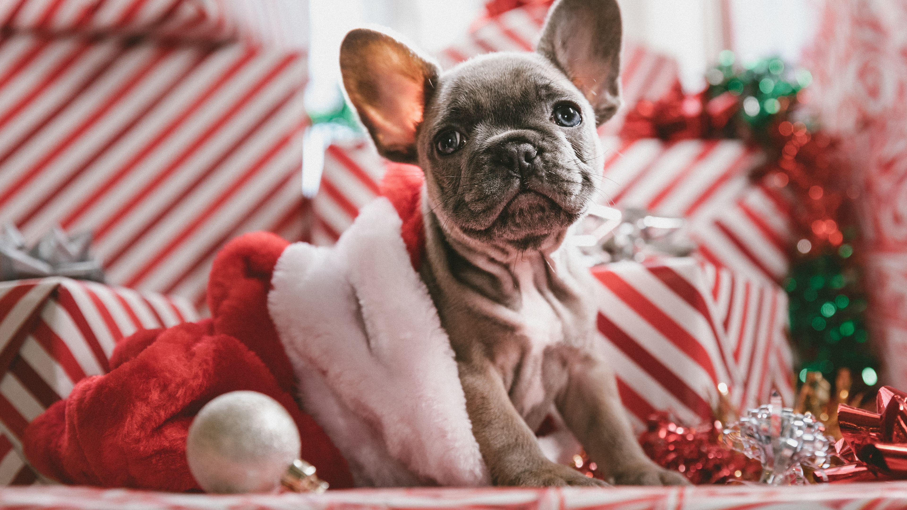 Christmas French Bulldogs Wallpapers Wallpaper Cave