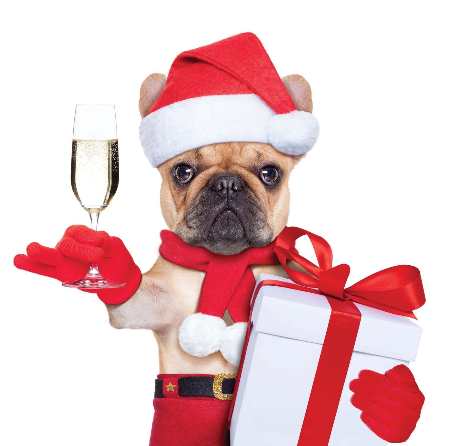Christmas French Bulldogs Wallpapers Wallpaper Cave