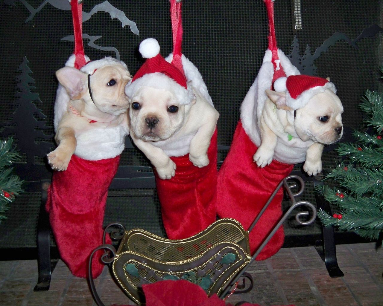 Christmas French Bulldogs
