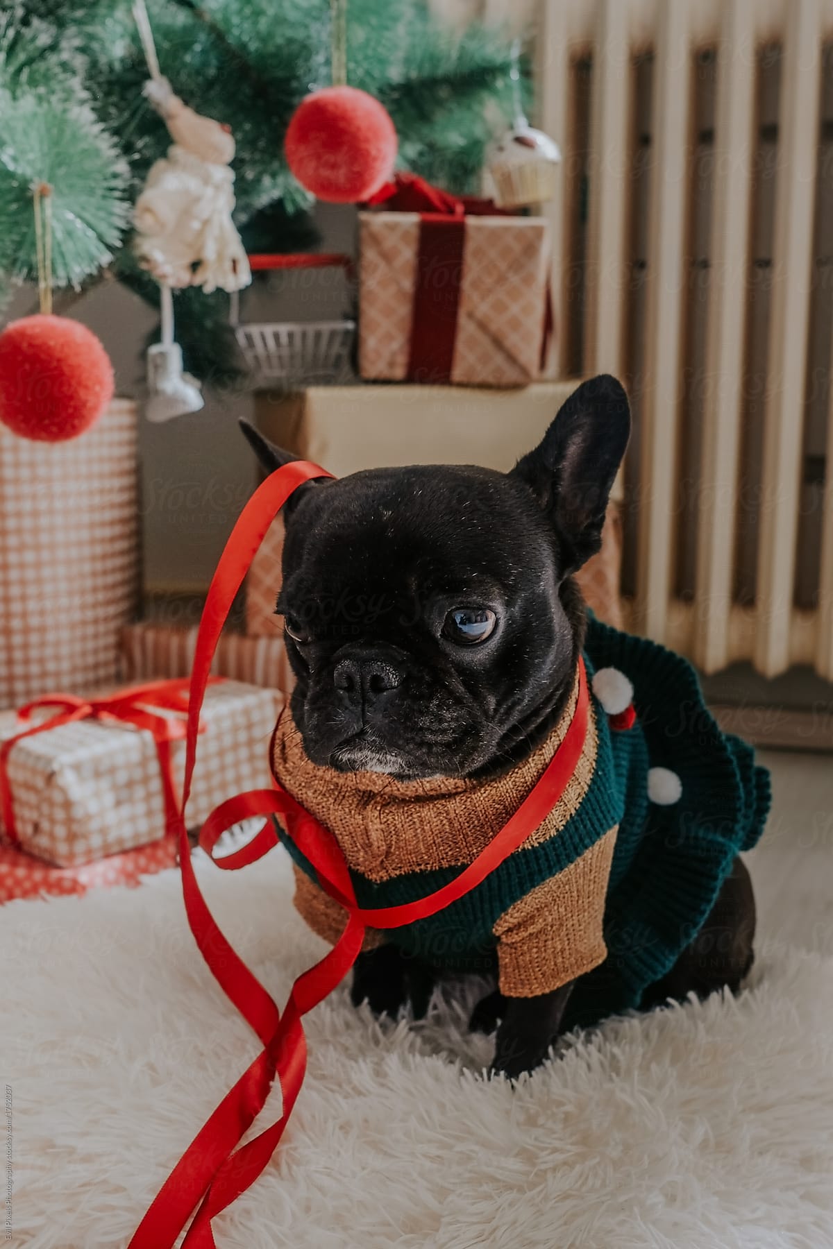 Christmas French Bulldogs Wallpapers Wallpaper Cave