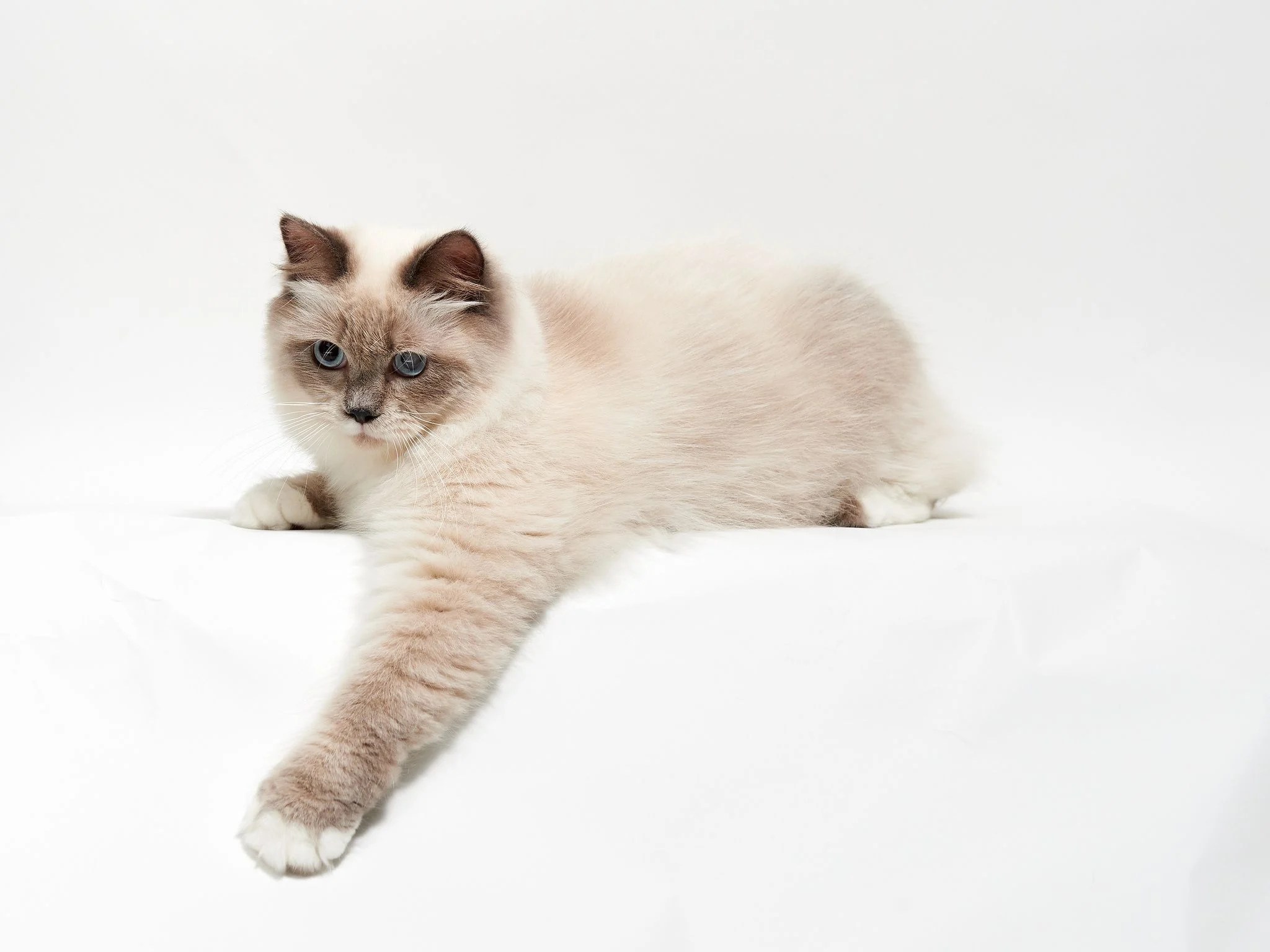 Cat Paw Wallpapers Wallpaper Cave