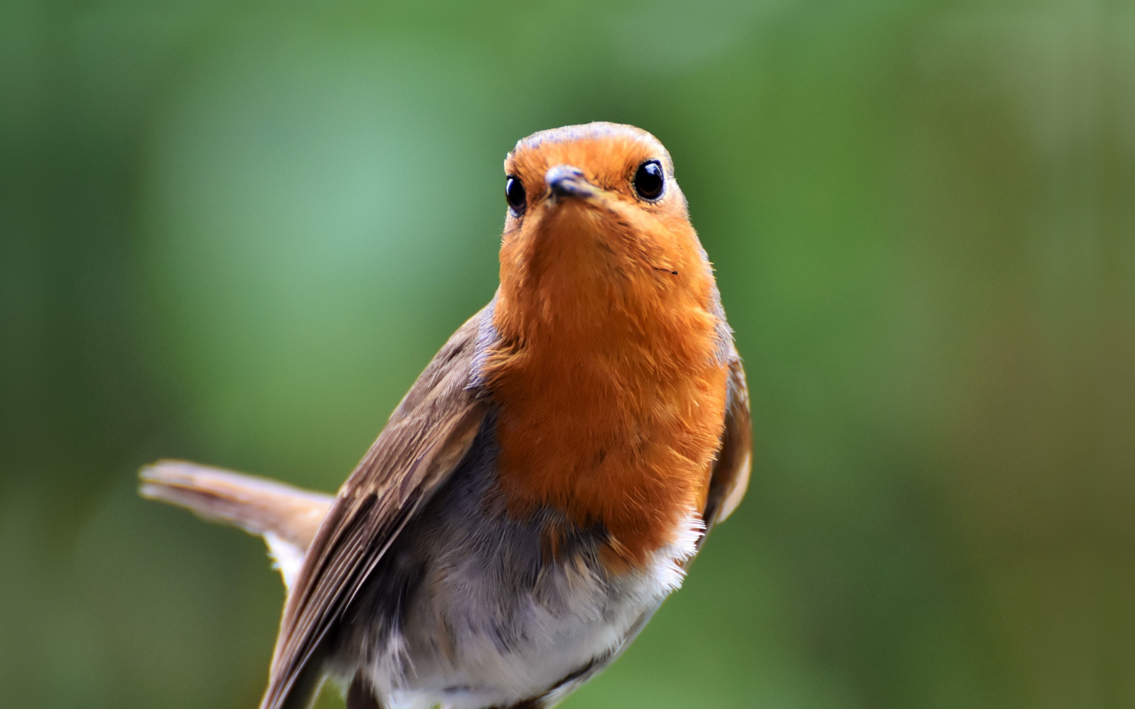 Robin Bird Wallpapers - Wallpaper Cave