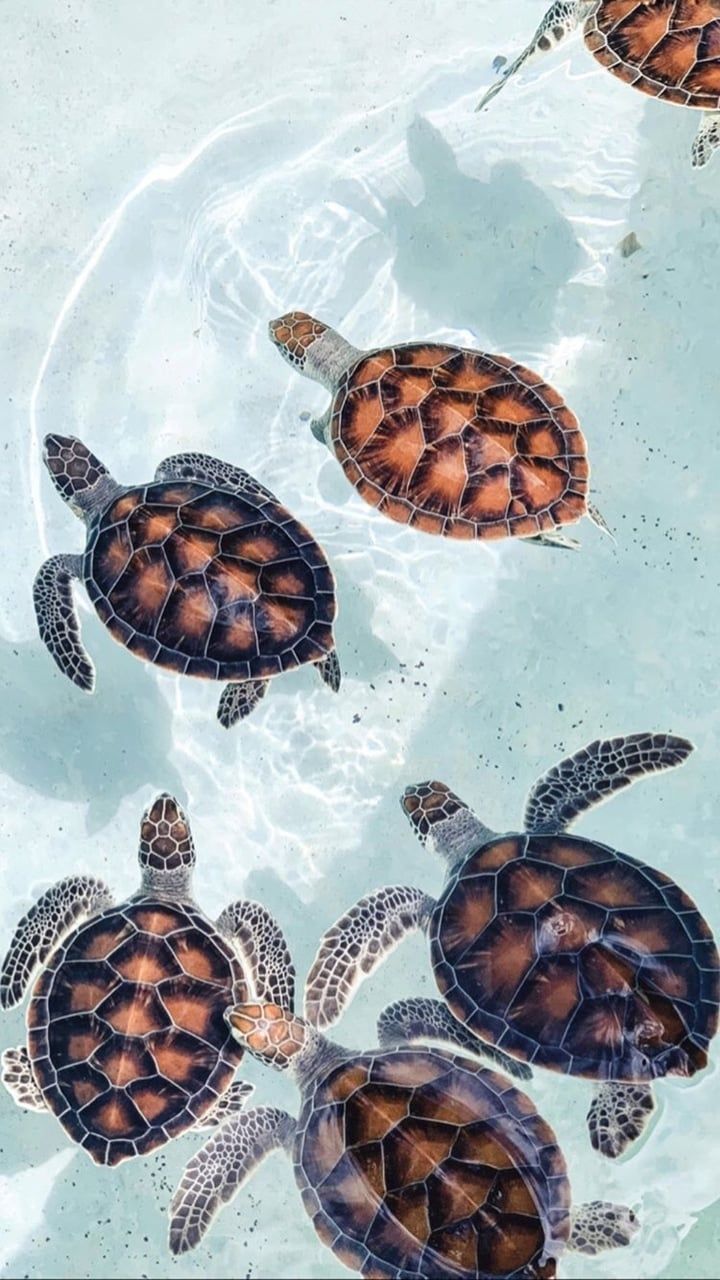 Aesthetic Turtles Wallpapers Wallpaper Cave