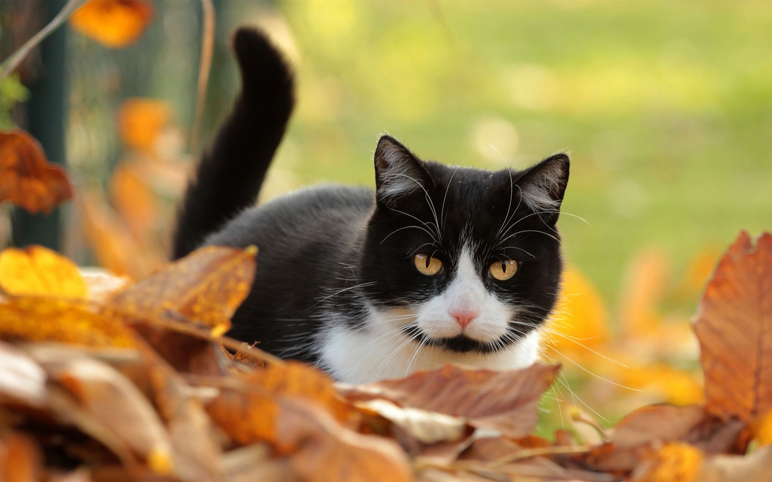 Black Cats Autumn Wallpapers Wallpaper Cave