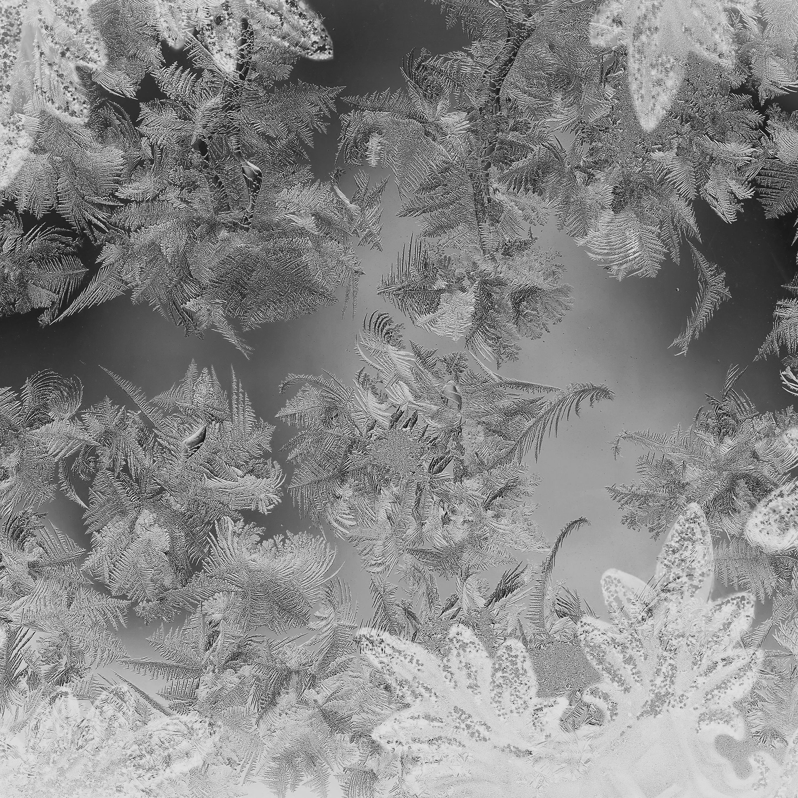 Black And White Christmas Wallpapers Wallpaper Cave