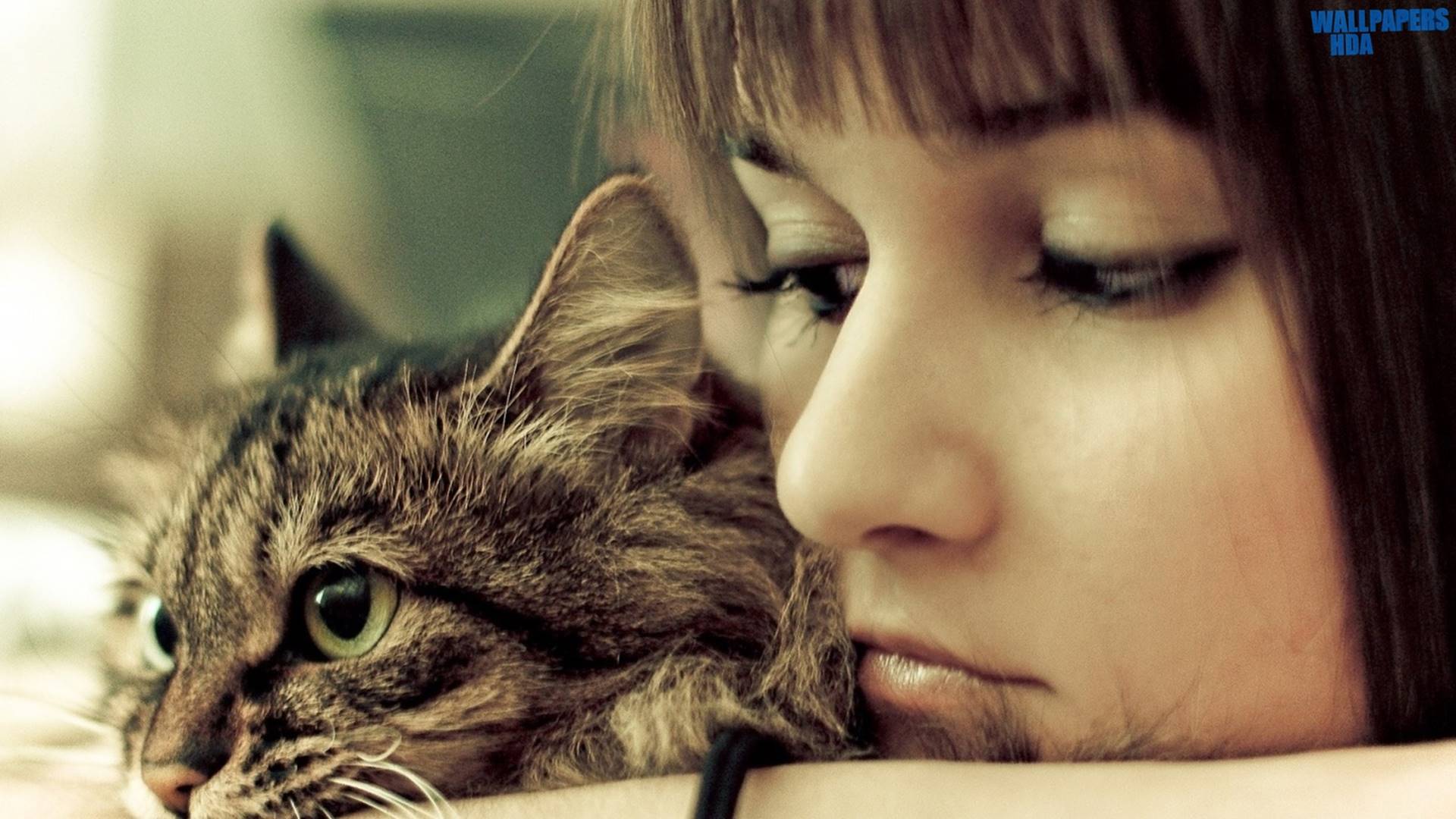 HD Girl And Cat Wallpapers Wallpaper Cave