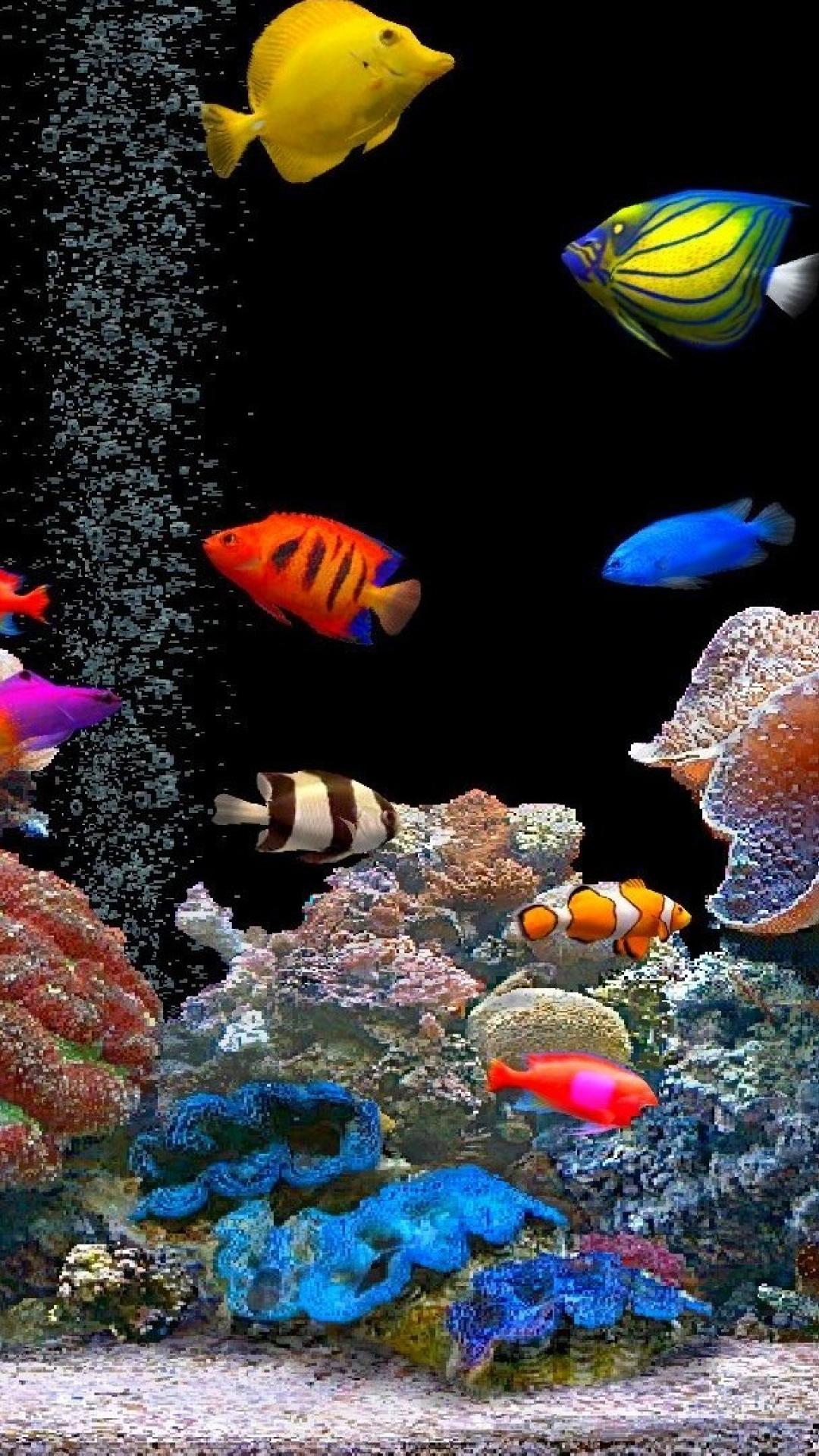 Beautiful Fish Wallpapers Wallpaper Cave