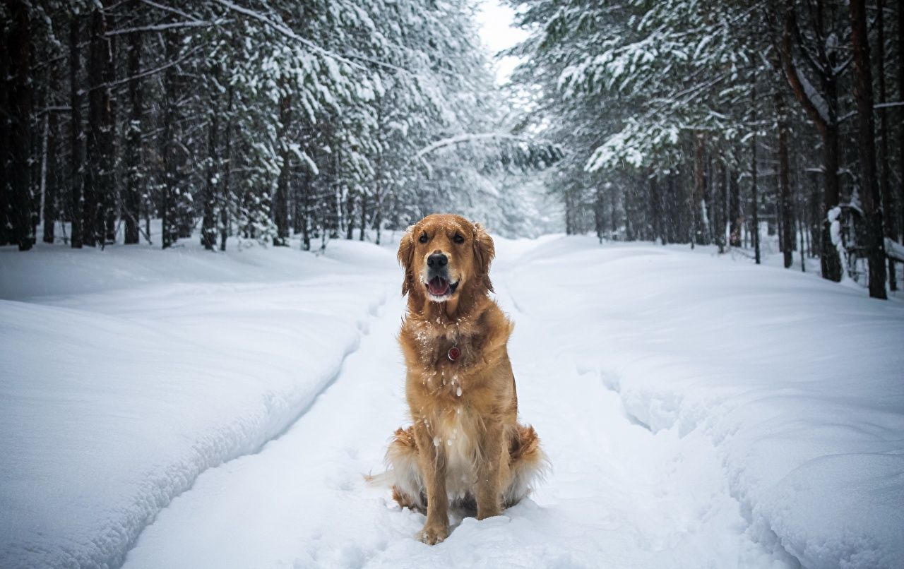 Golden Retrievers Winter Wallpapers Wallpaper Cave