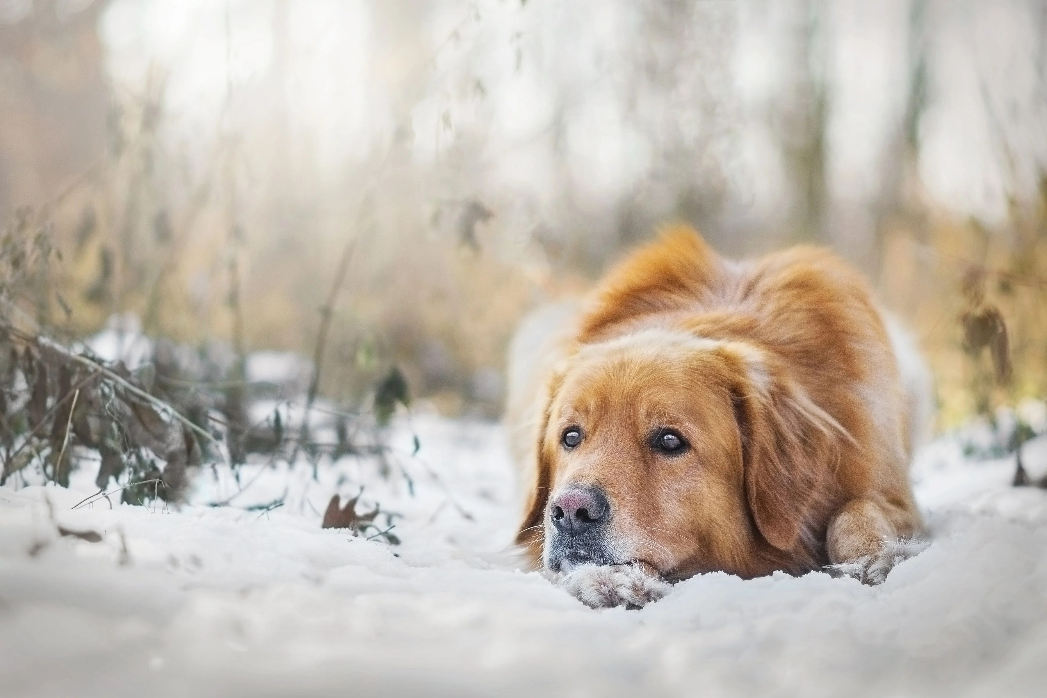 Golden Retrievers Winter Wallpapers Wallpaper Cave