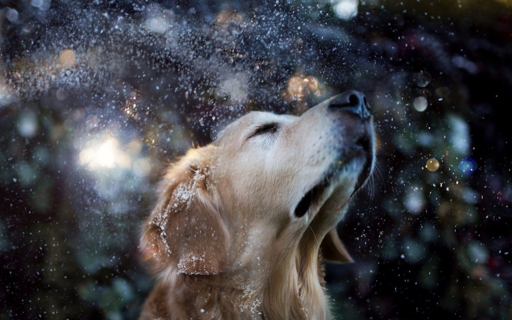 Golden Retrievers Winter Wallpapers Wallpaper Cave