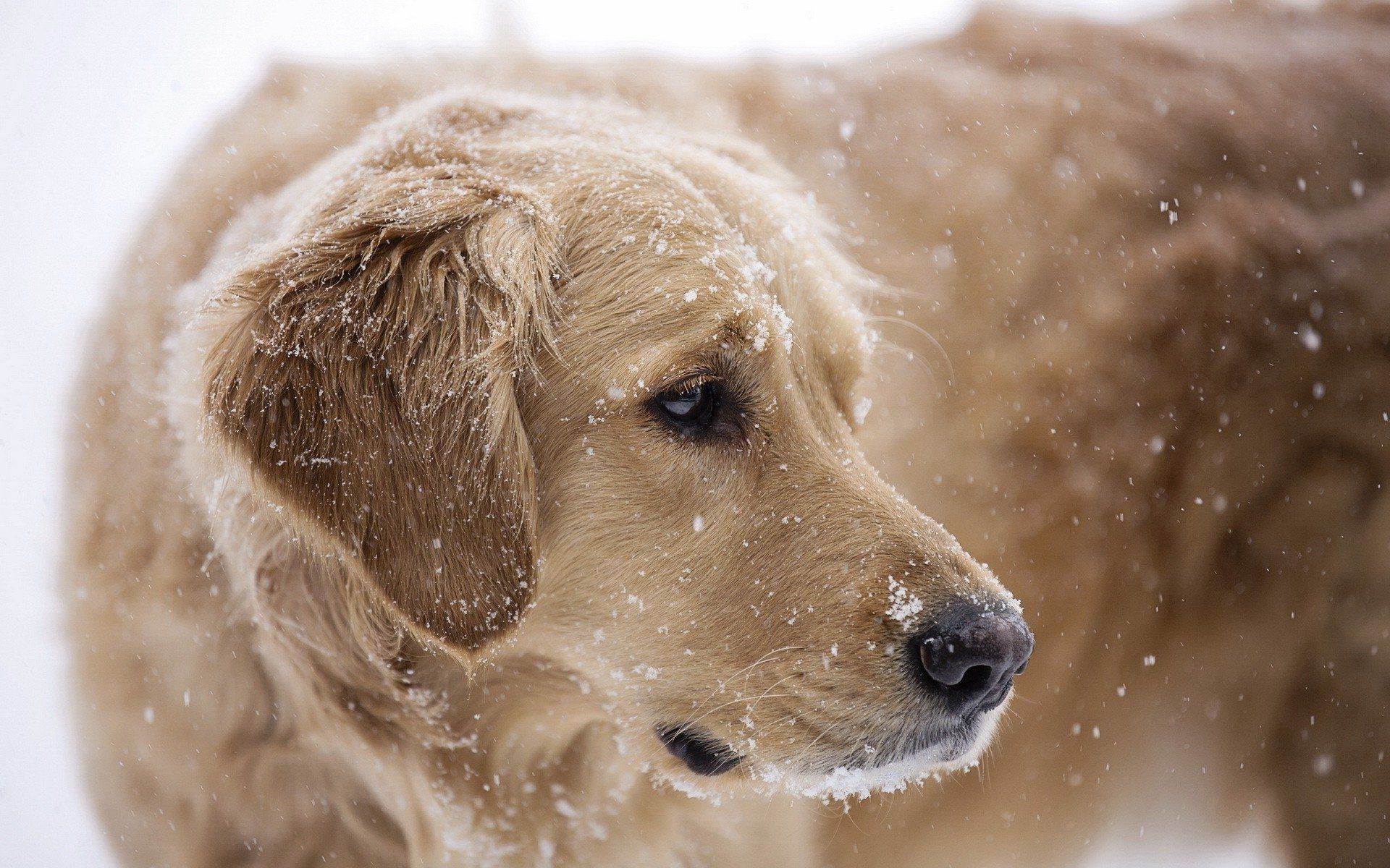 Golden Retrievers Winter Wallpapers Wallpaper Cave