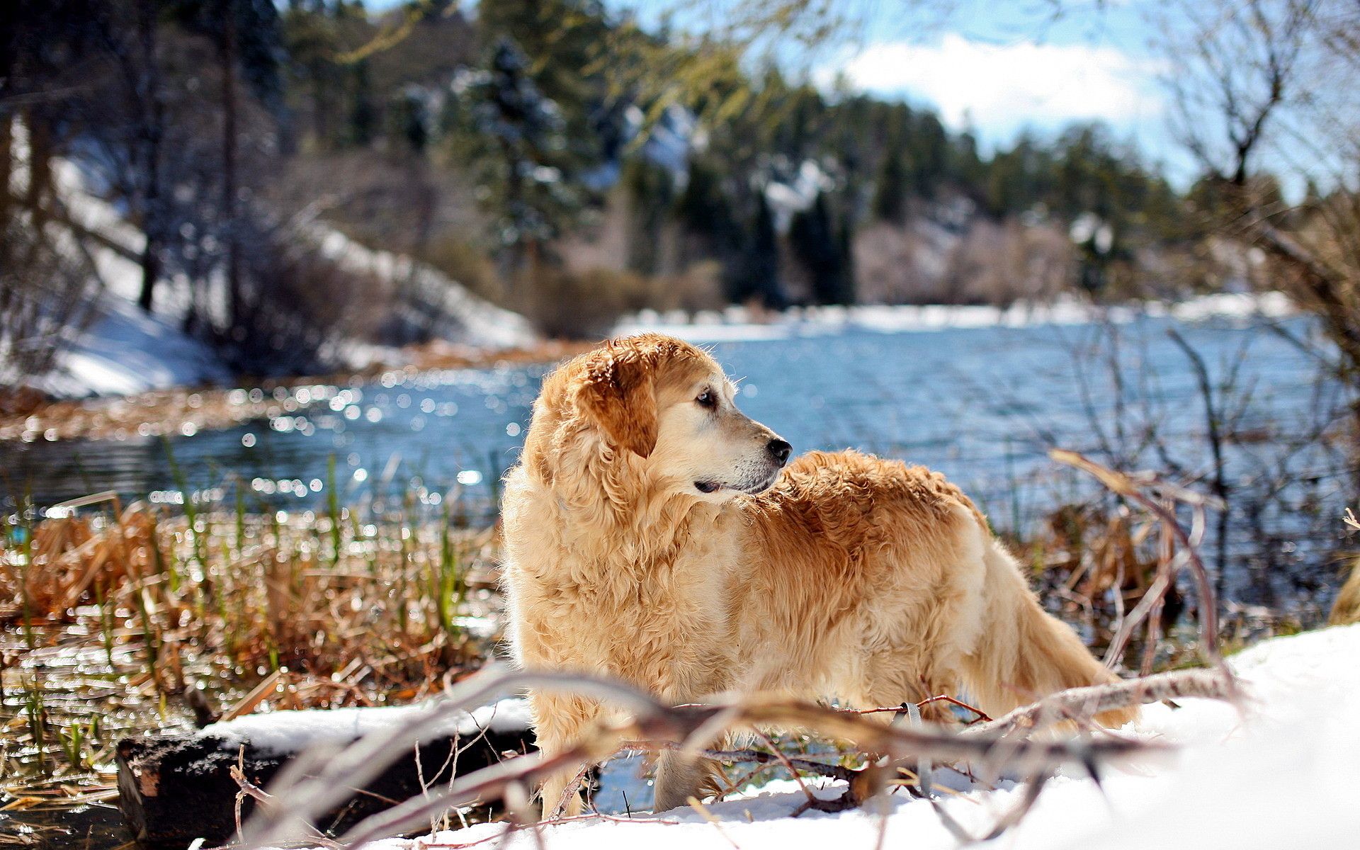 Golden Retrievers Winter Wallpapers Wallpaper Cave