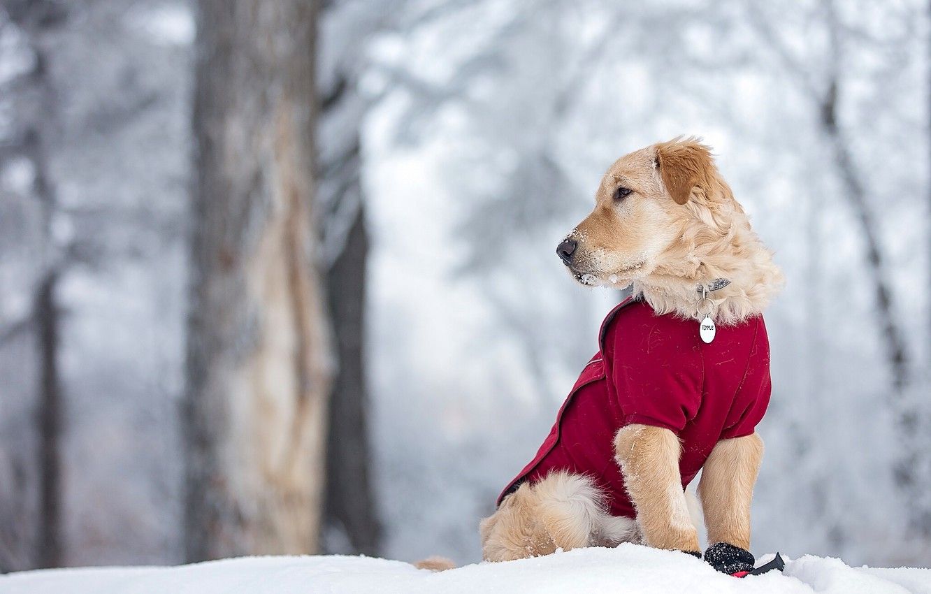 Golden Retrievers Winter Wallpapers Wallpaper Cave