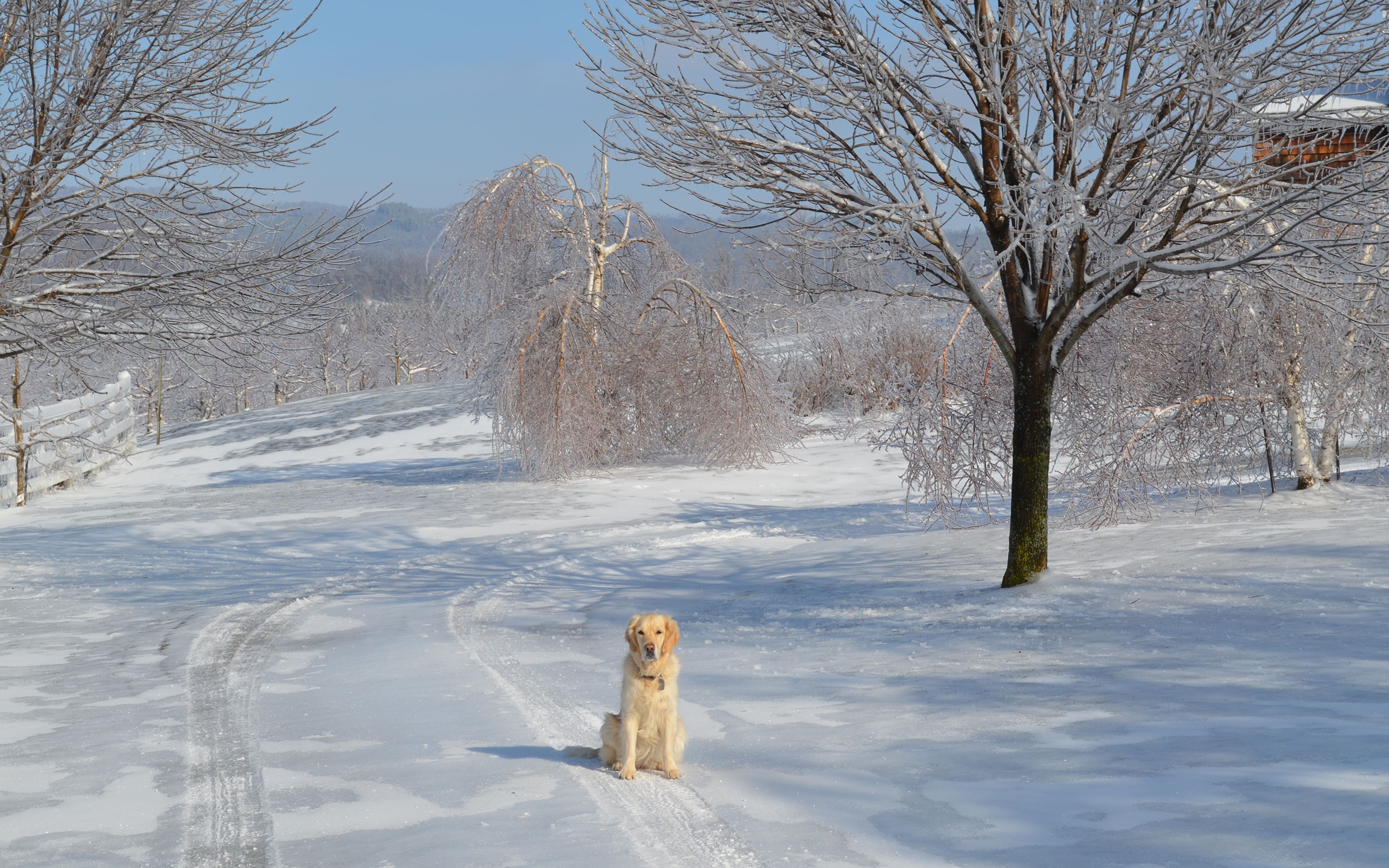 Golden Retrievers Winter Wallpapers Wallpaper Cave